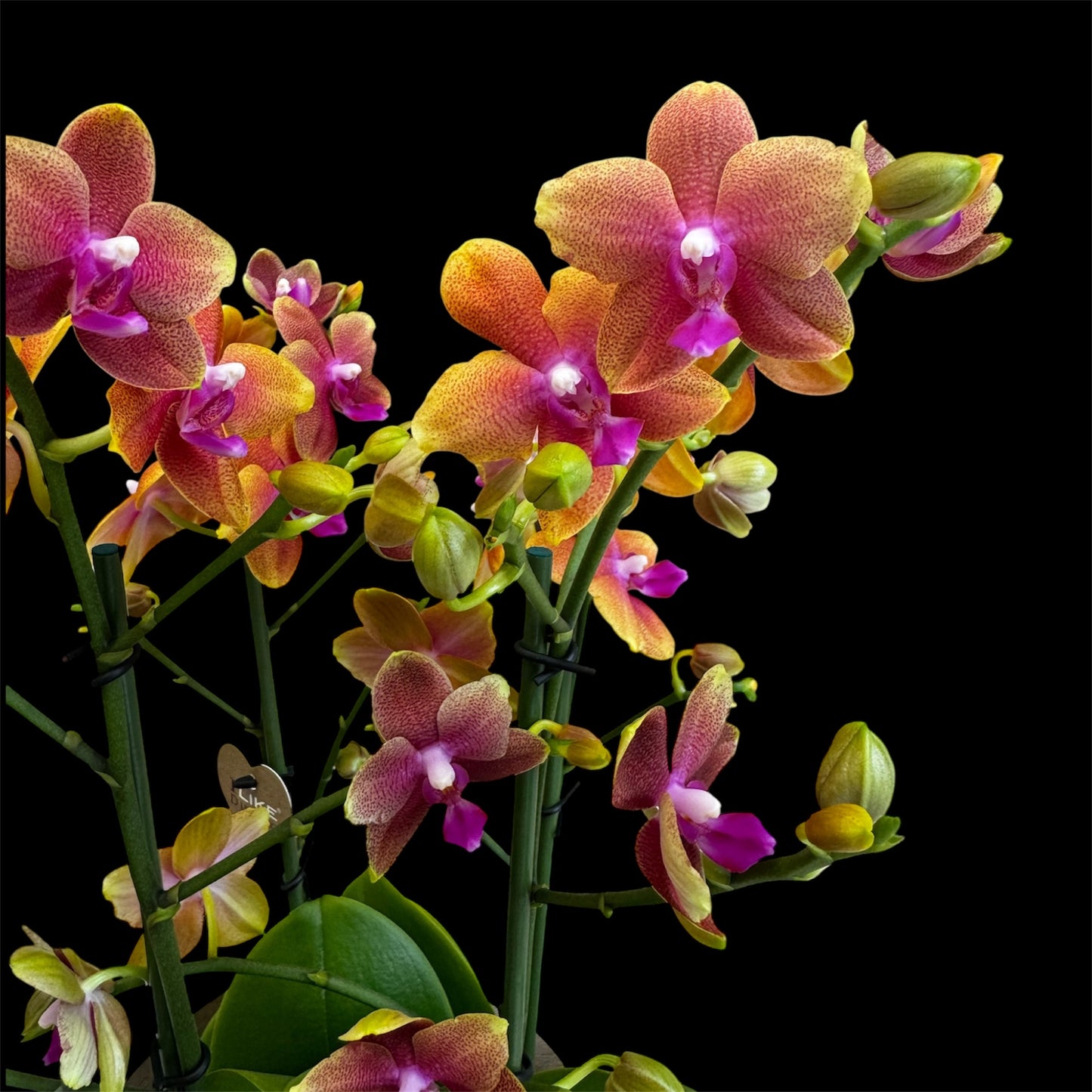 3️⃣6️⃣. I like DUETTO 2orchids in one pot 30-40 blooms