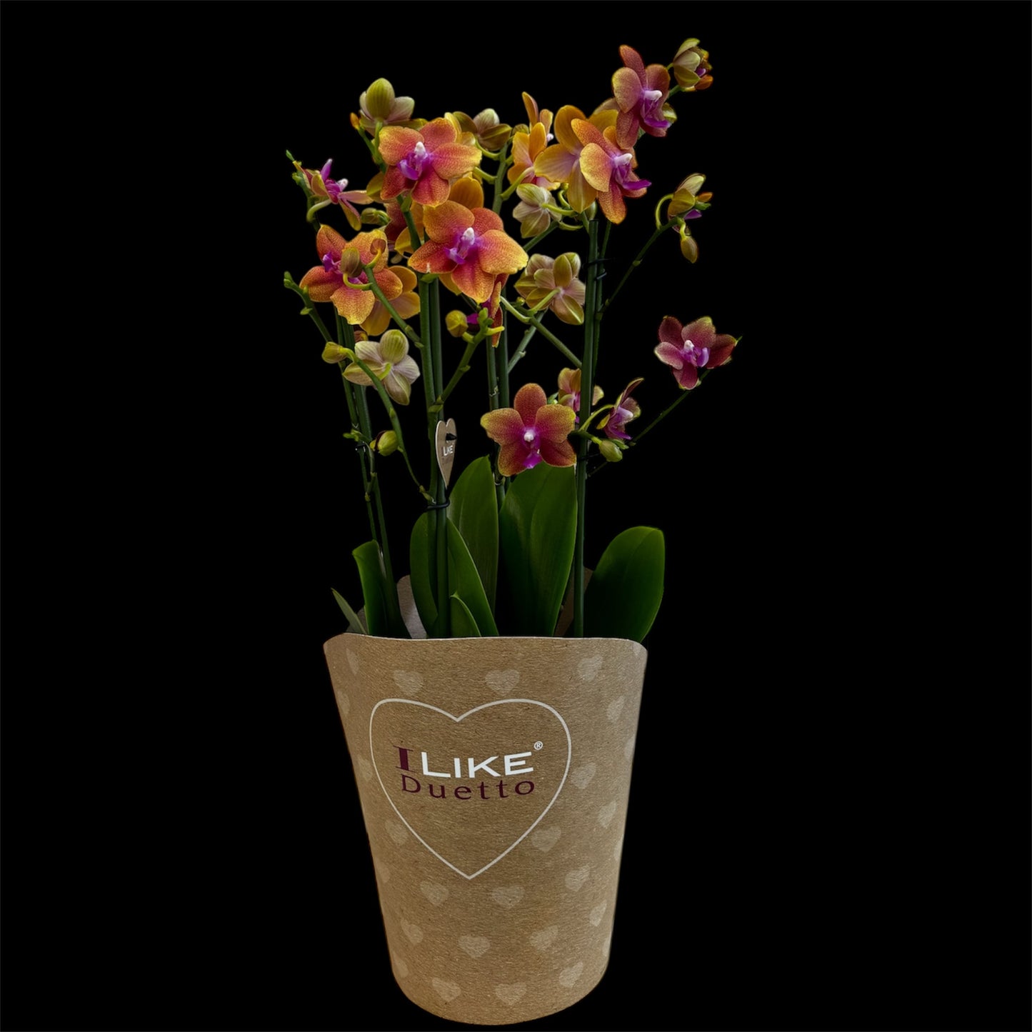 3️⃣6️⃣. I like DUETTO 2orchids in one pot 30-40 blooms