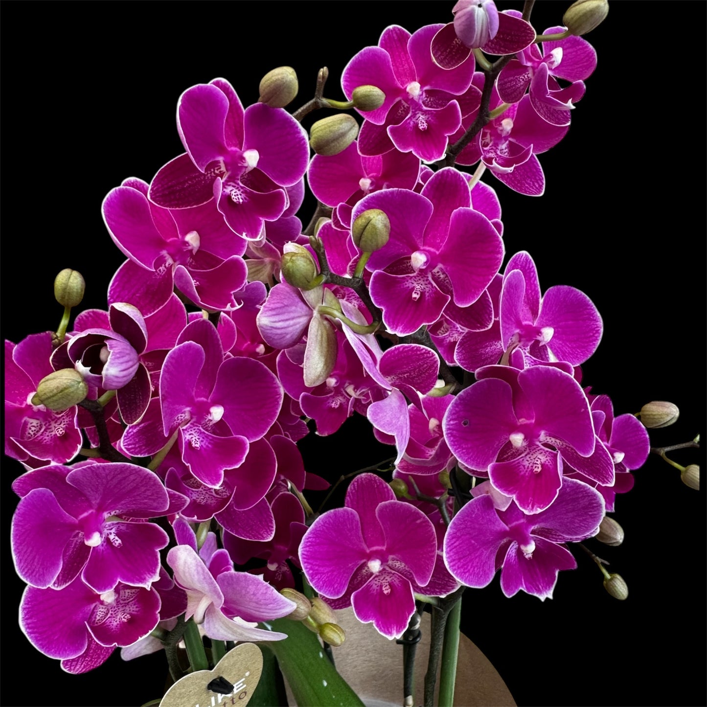 3️⃣6️⃣. I like DUETTO 2orchids in one pot 30-40 blooms