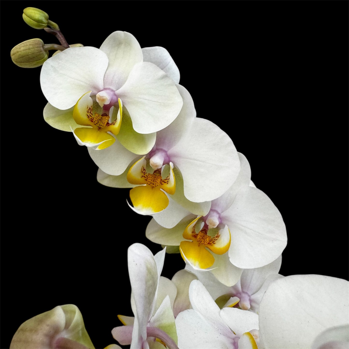3️⃣6️⃣. I like DUETTO 2orchids in one pot 30-40 blooms