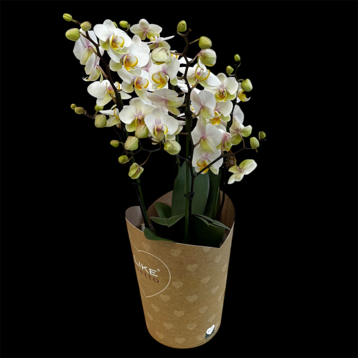 3️⃣6️⃣. I like DUETTO 2orchids in one pot 30-40 blooms