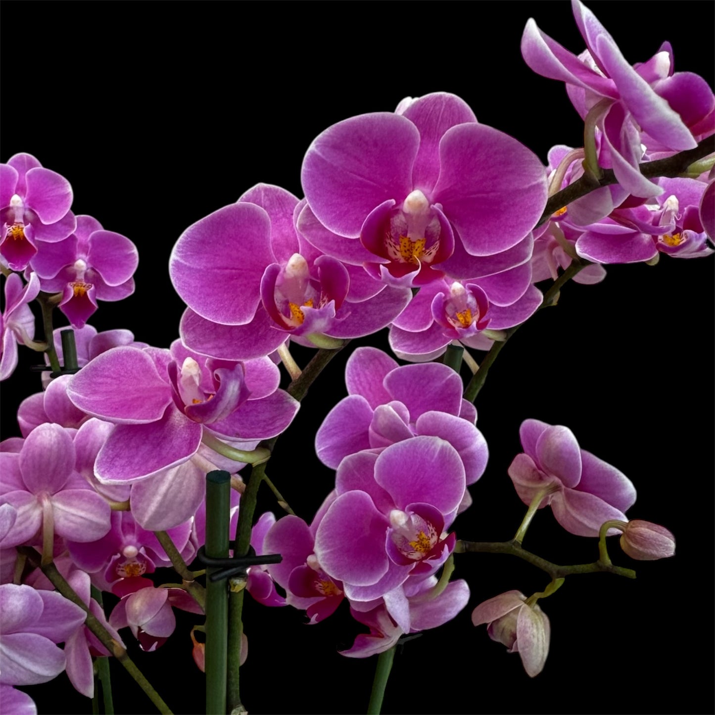 3️⃣6️⃣. I like DUETTO 2orchids in one pot 30-40 blooms