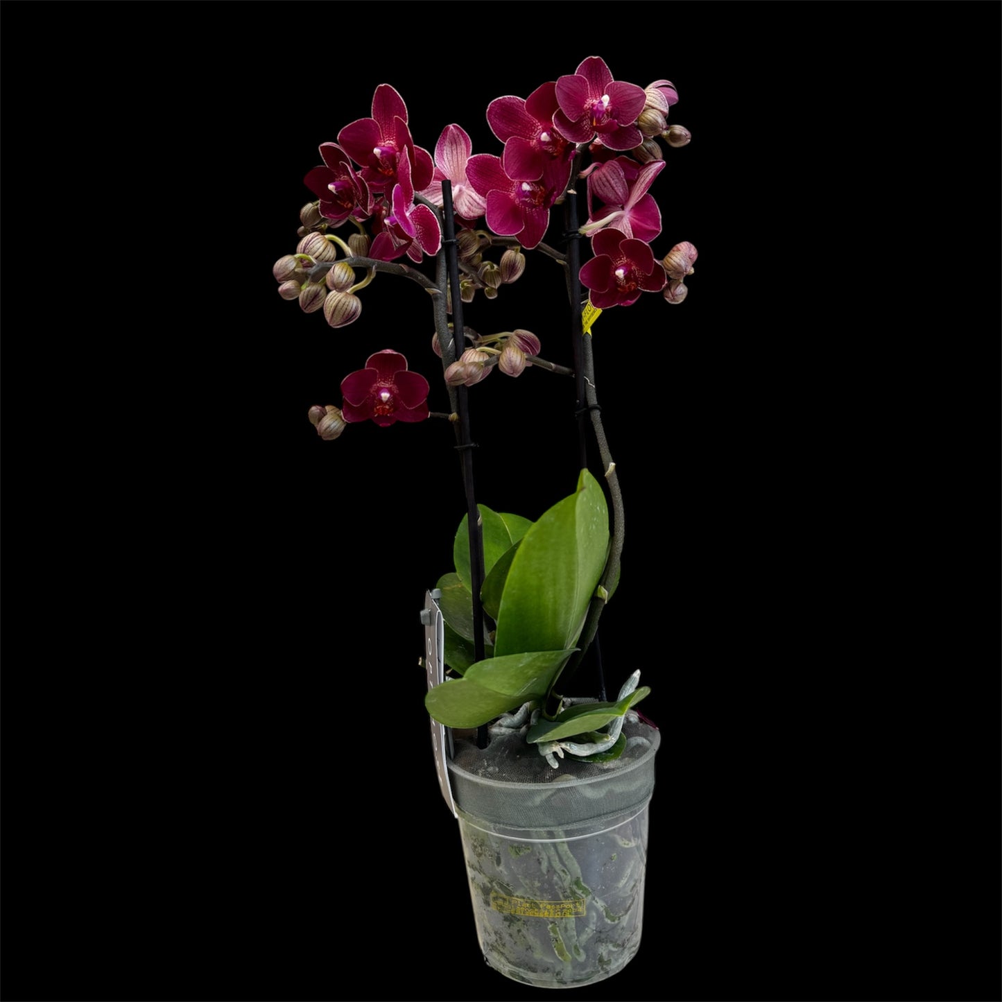 4️⃣4️⃣. 🦁 Optimost Red Lion Orchid 45-50 cm