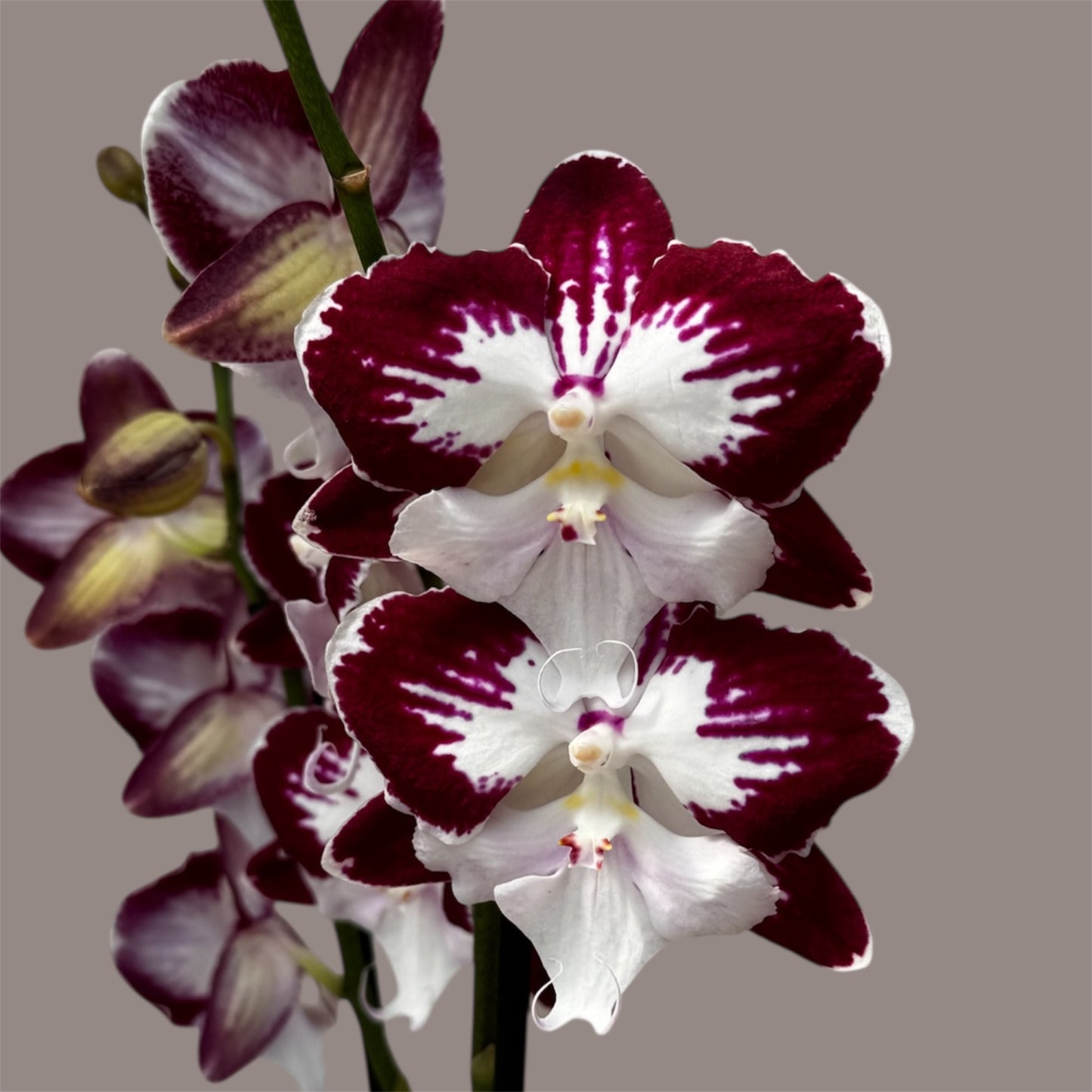 4️⃣7️⃣. Tinkerbell Big Lip Orchid – 55-60cm Tall