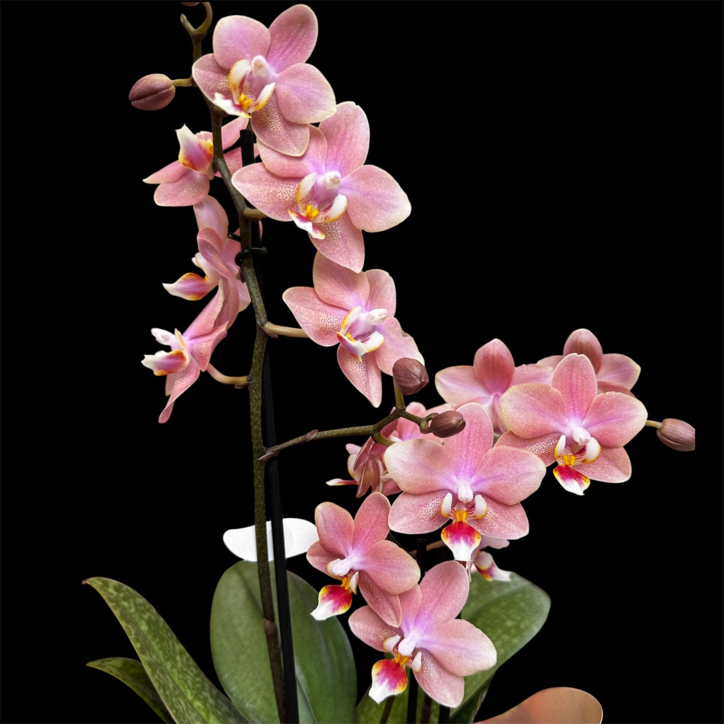 2️⃣9️⃣. SCENTED MEDIUM multiflora orchid