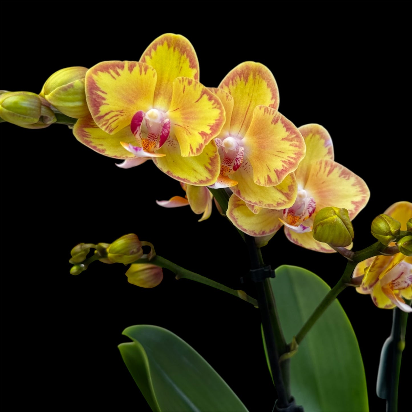 3️⃣. Limpopo Orchid - 40CM tall / 2 Blooming Spikes (Pet friendly)