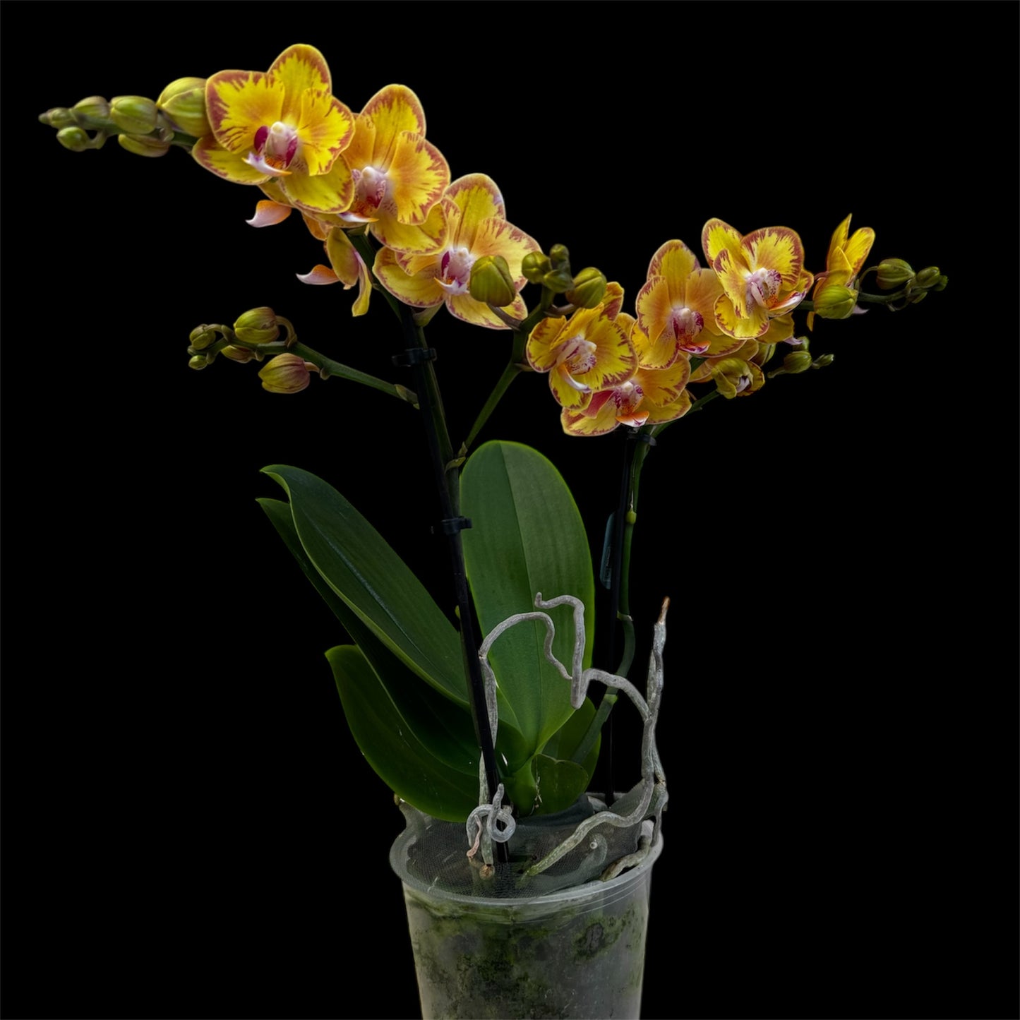 3️⃣. Limpopo Orchid - 40CM tall / 2 Blooming Spikes (Pet friendly)