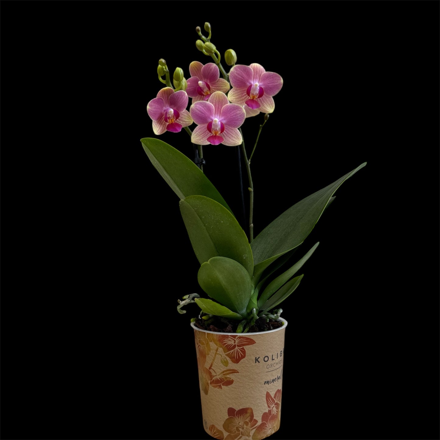 5️⃣1️⃣. Phalaenopsis 'Blush Sunrise' – 30cm Tall 9cm Nursery Pot Twin Spike (Pet Friendly)