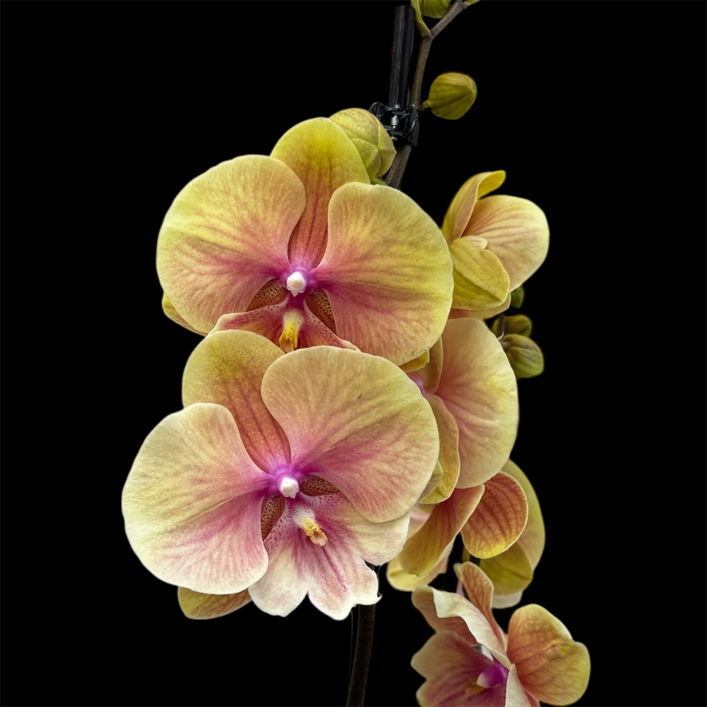 5️⃣5️⃣. Phalaenopsis Daria - BIG LIP ORCHID 60-65CM Tall (pet friendly)