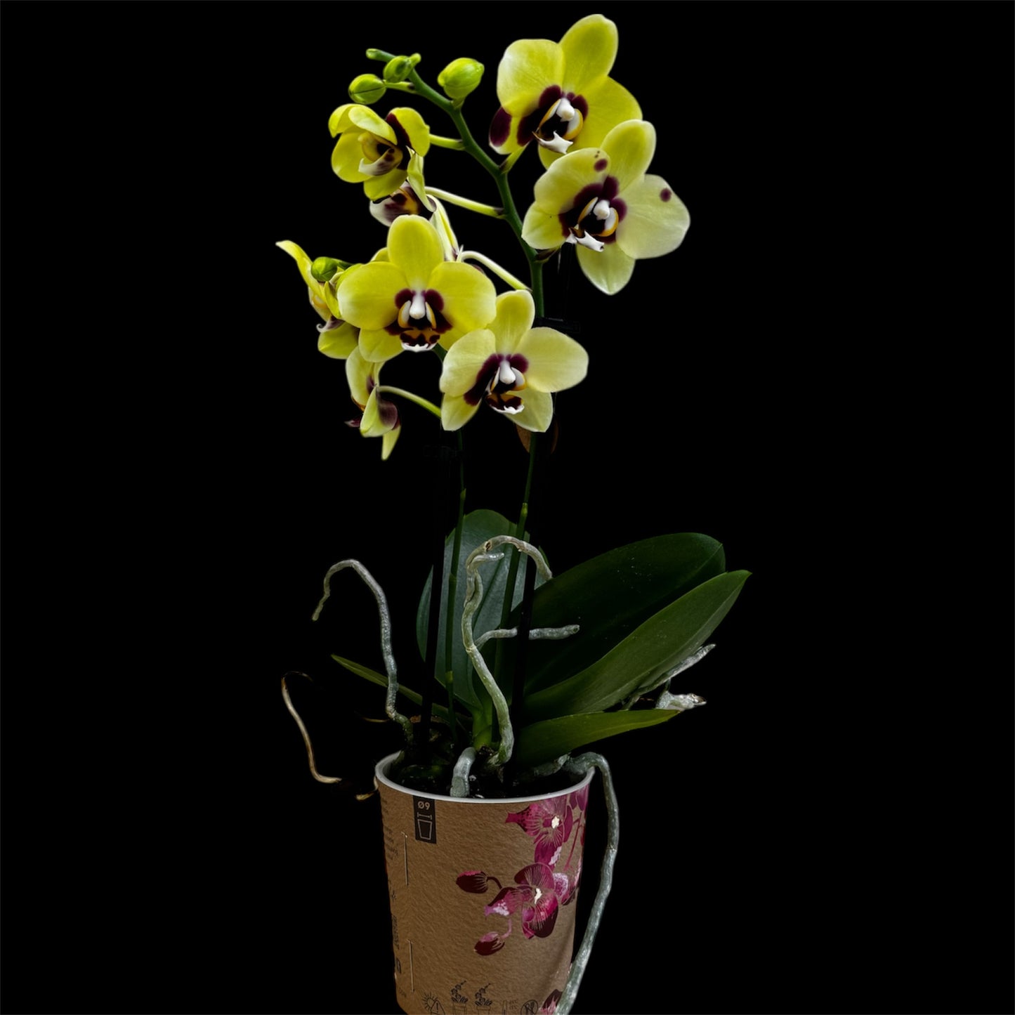 1️⃣2️⃣. 'Lemon Berry' – 30cm Tall 9cm Nursery Pot Twin Spike (Pet Friendly)