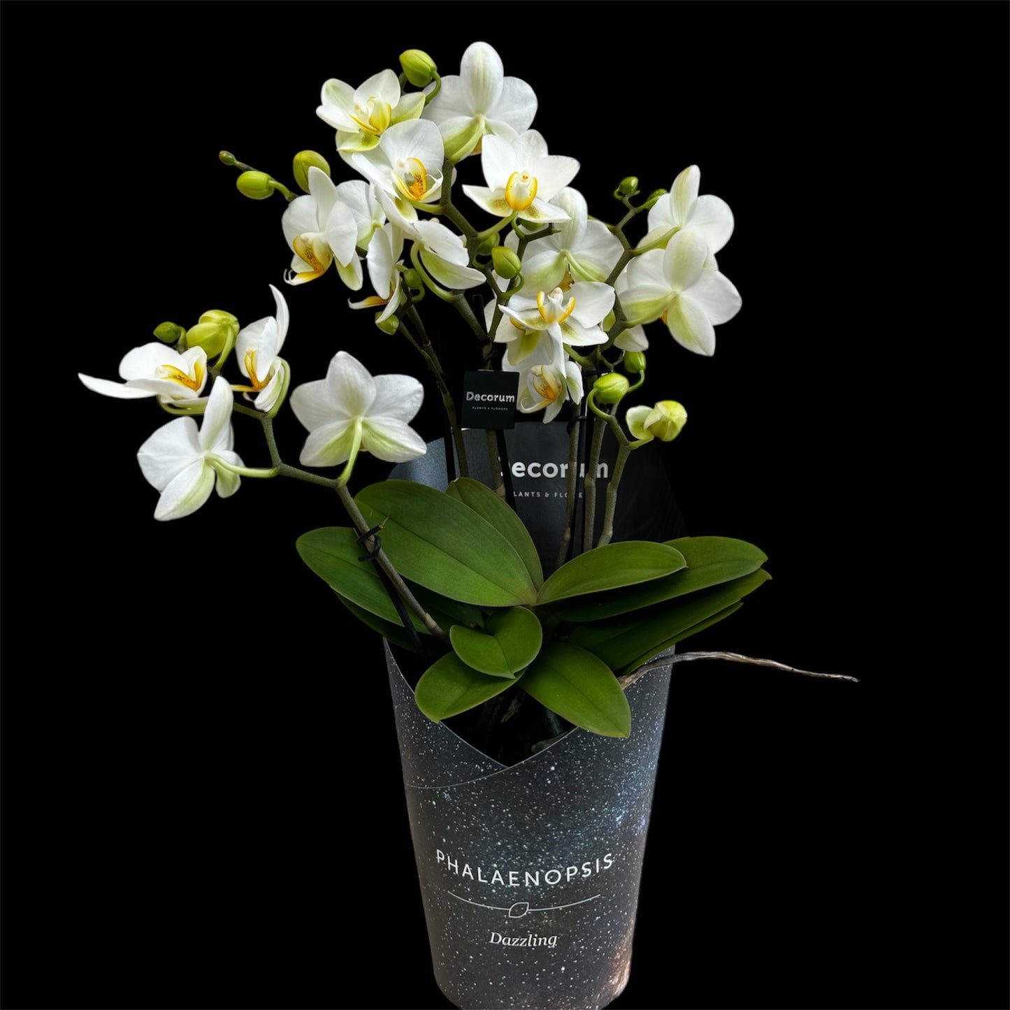 4️⃣2️⃣. Dazzling Collection - Blossom Bliss Orchid 30cm Tall