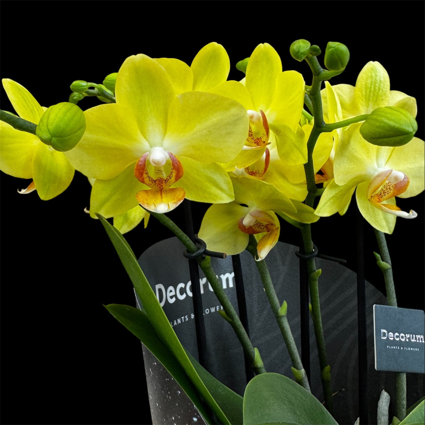 4️⃣2️⃣. Dazzling Collection - Blossom Bliss Orchid 30cm Tall