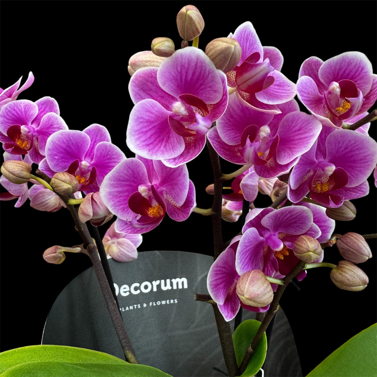 4️⃣2️⃣. Dazzling Collection - Blossom Bliss Orchid 30cm Tall