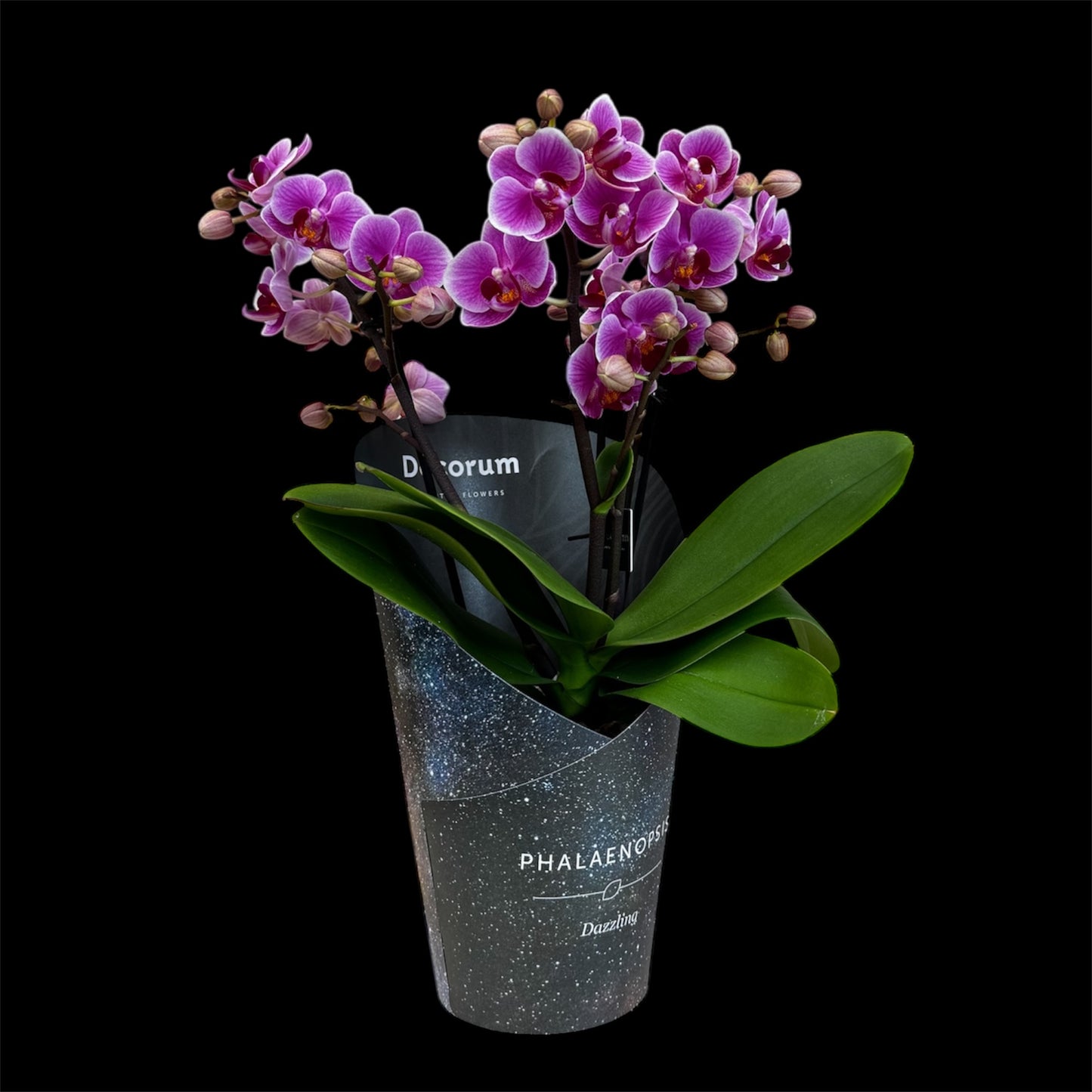 4️⃣2️⃣. Dazzling Collection - Blossom Bliss Orchid 30cm Tall