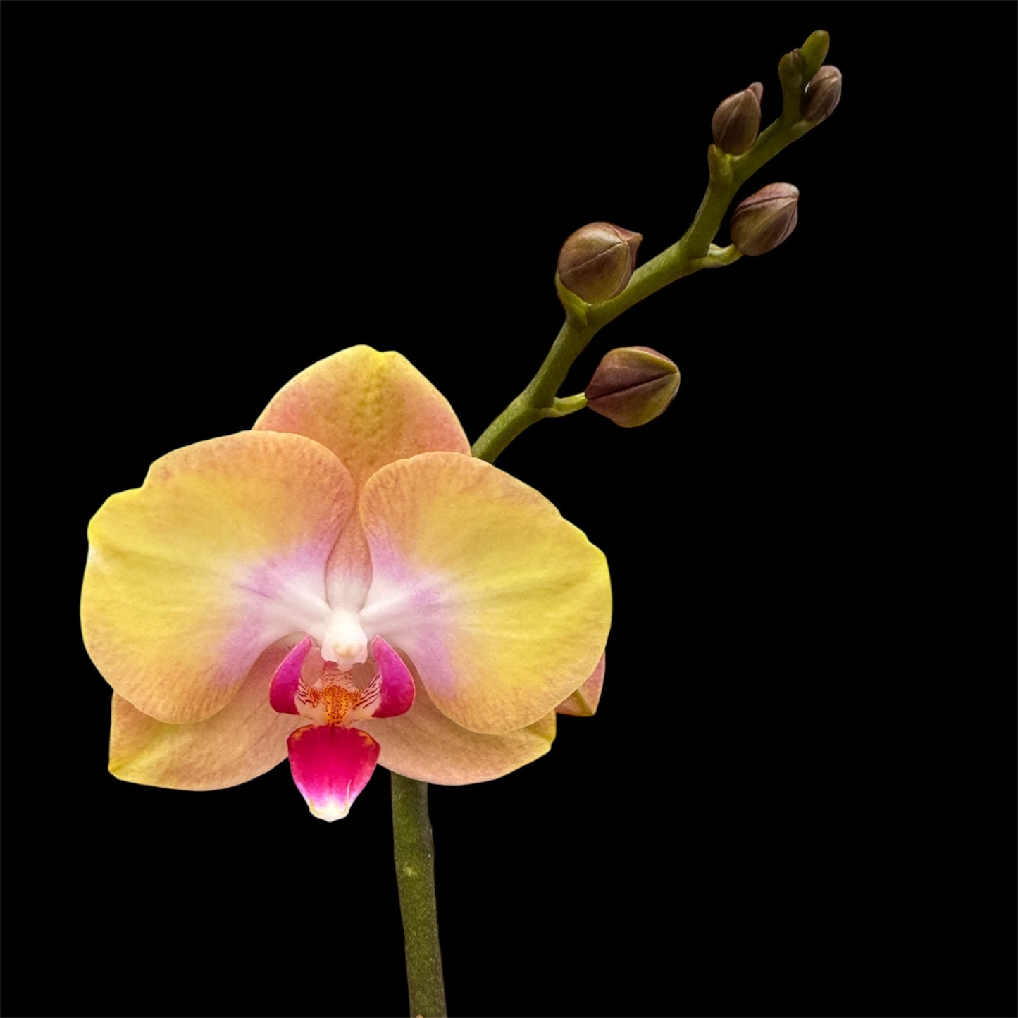 5️⃣4️⃣. Small Phalaenopsis Orchid Mix – Famous Varieties | 9cm Nursery Pot | Single Spike (pet friendly)