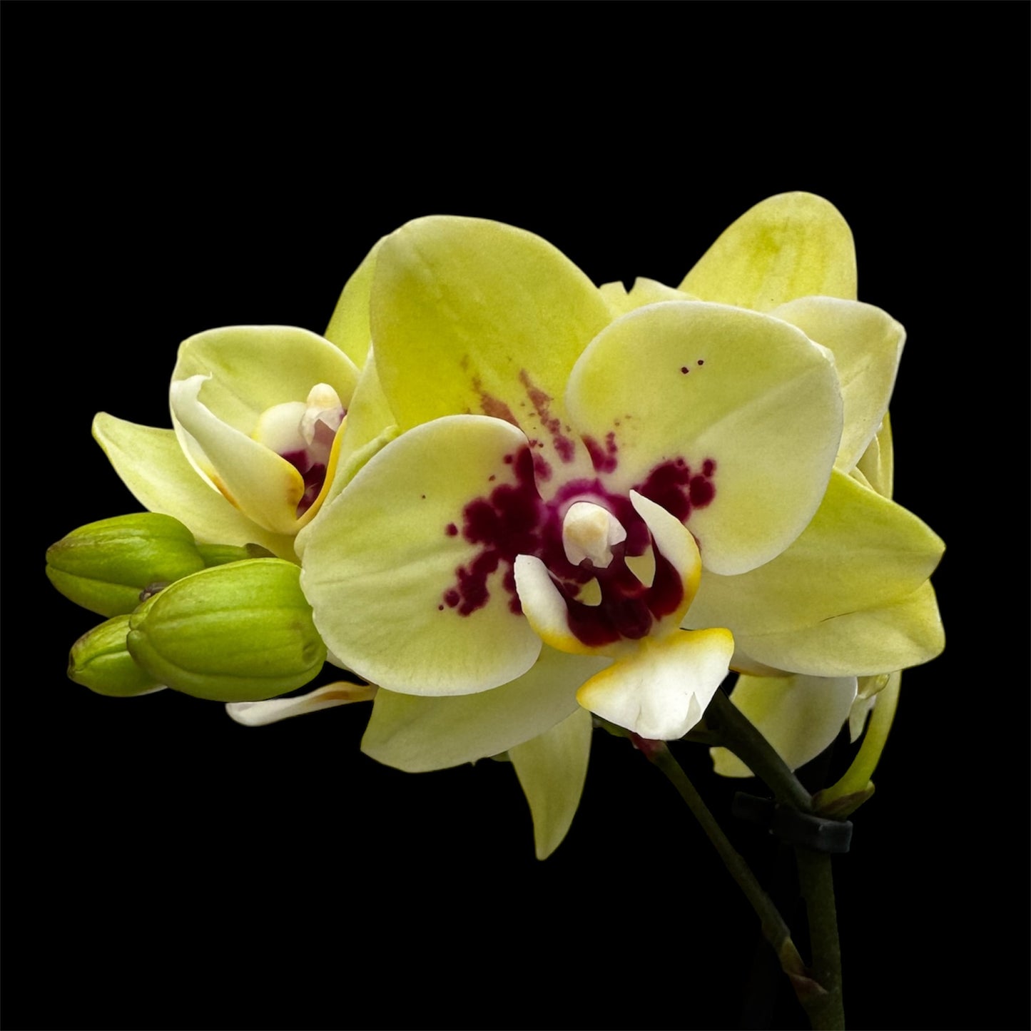 5️⃣4️⃣. Small Phalaenopsis Orchid Mix – Famous Varieties | 9cm Nursery Pot | Single Spike (pet friendly)