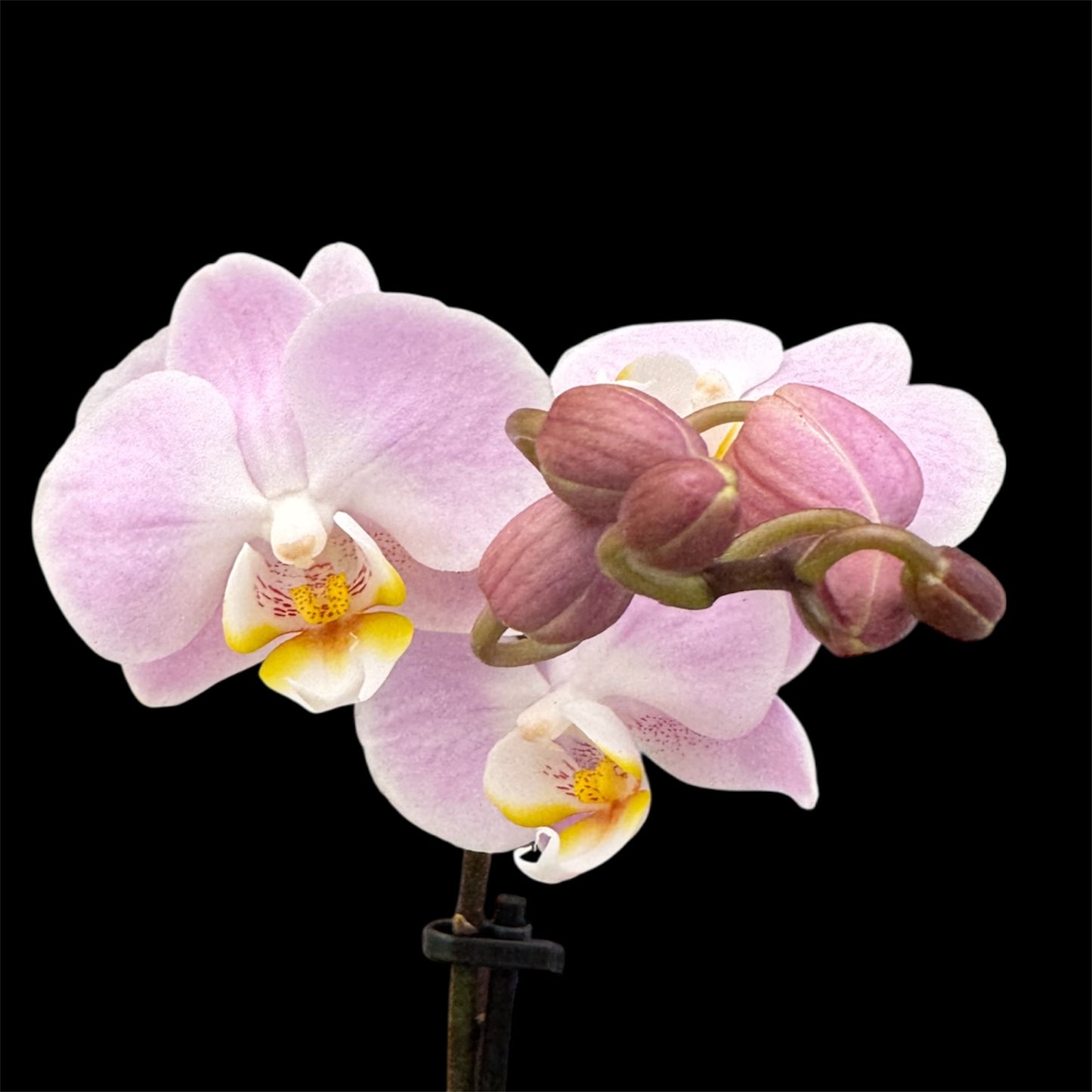 5️⃣4️⃣. Small Phalaenopsis Orchid Mix – Famous Varieties | 9cm Nursery Pot | Single Spike (pet friendly)