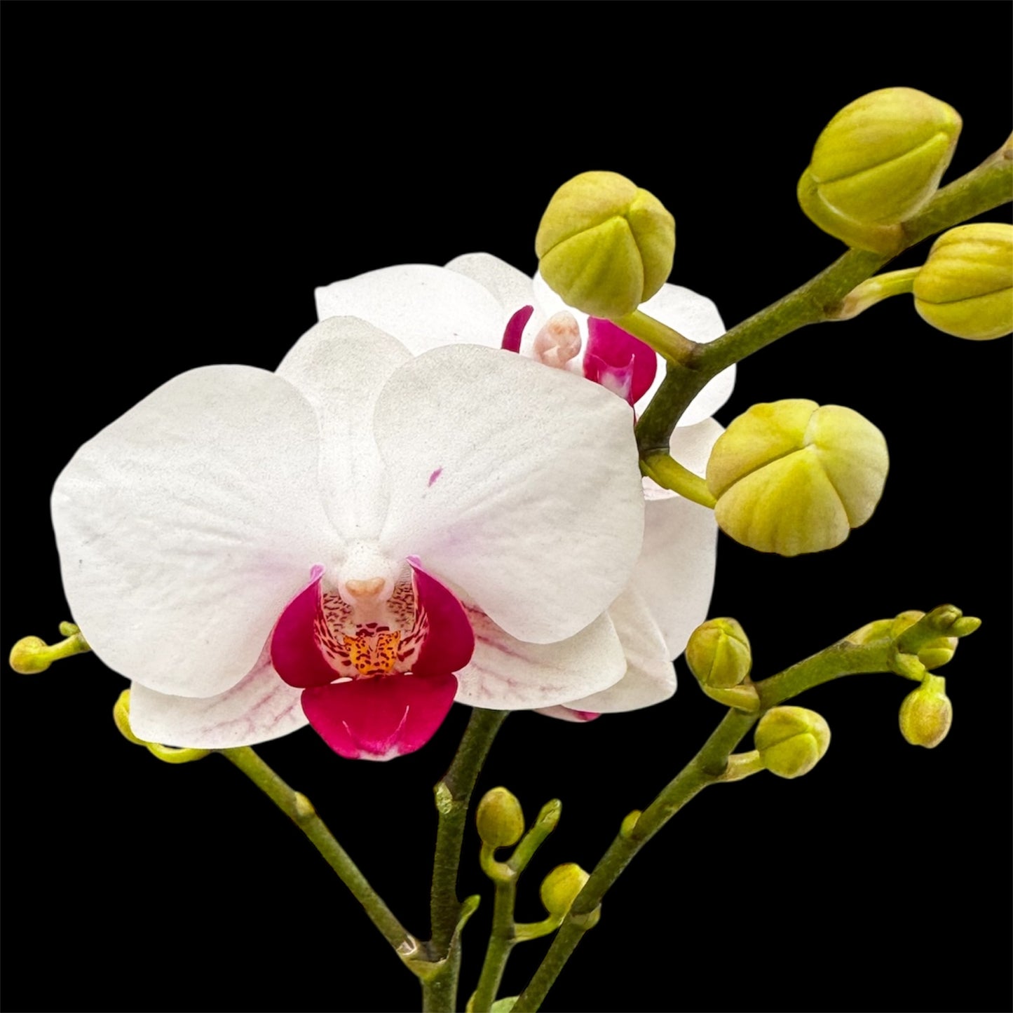 5️⃣4️⃣. Small Phalaenopsis Orchid Mix – Famous Varieties | 9cm Nursery Pot | Single Spike (pet friendly)