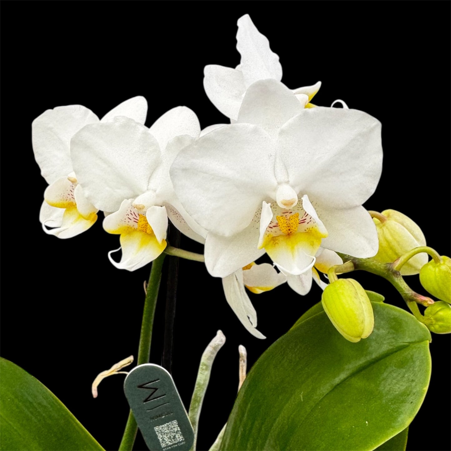 5️⃣4️⃣. Small Phalaenopsis Orchid Mix – Famous Varieties | 9cm Nursery Pot | Single Spike (pet friendly)