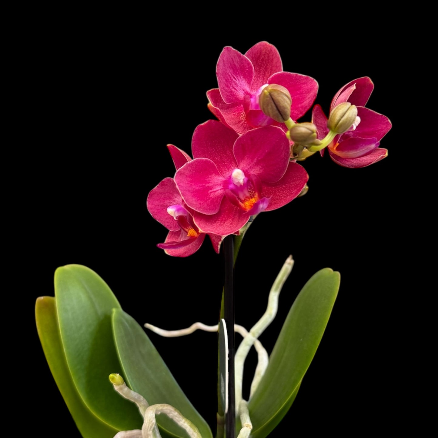 5️⃣4️⃣. Small Phalaenopsis Orchid Mix – Famous Varieties | 9cm Nursery Pot | Single Spike (pet friendly)