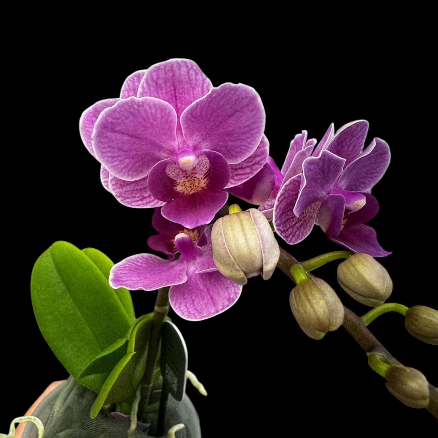 5️⃣4️⃣. Small Phalaenopsis Orchid Mix – Famous Varieties | 9cm Nursery Pot | Single Spike (pet friendly)
