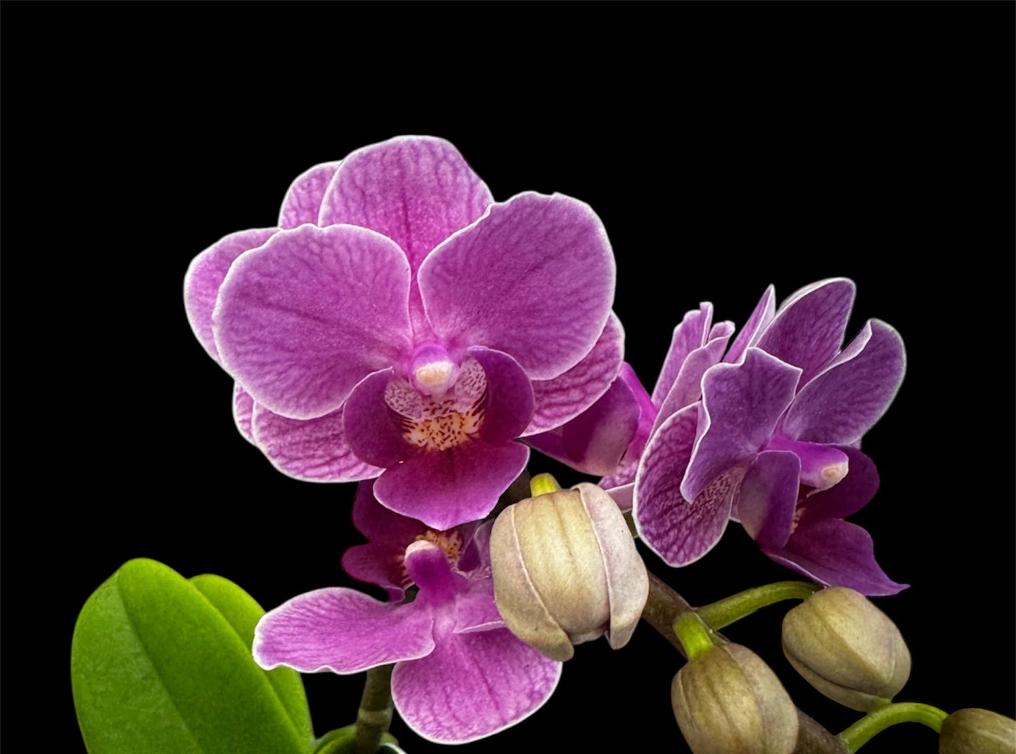 7️⃣4️⃣. Violet Queen Orchid – 3 Spikes, 45cm Tall