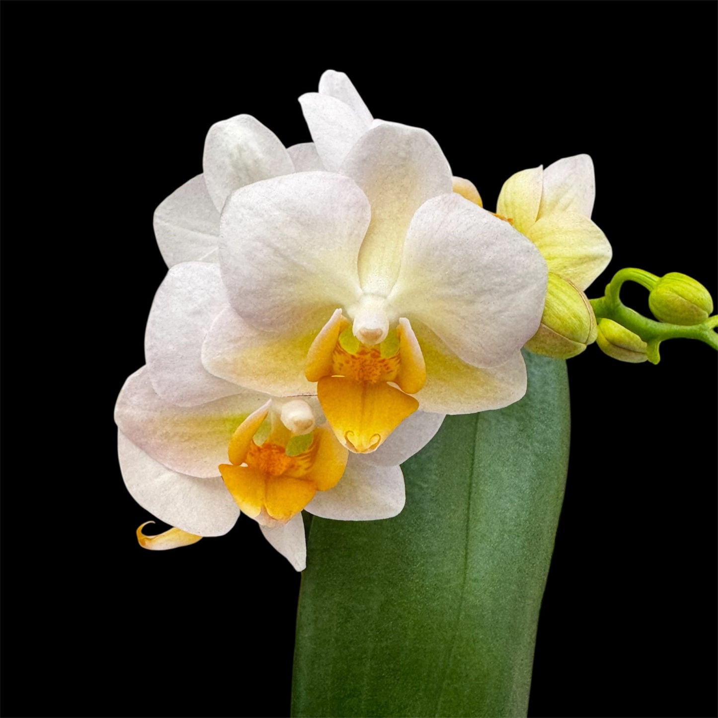 5️⃣4️⃣. Small Phalaenopsis Orchid Mix – Famous Varieties | 9cm Nursery Pot | Single Spike (pet friendly)