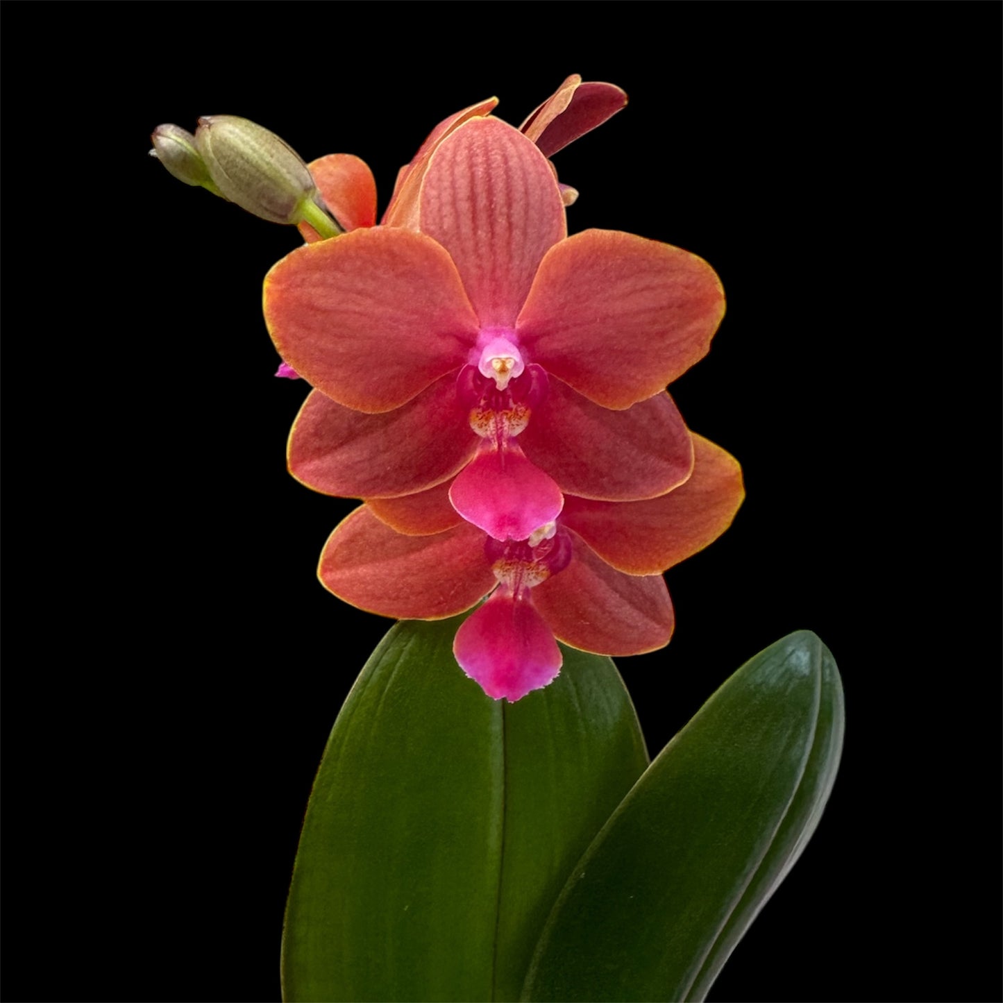 5️⃣4️⃣. Small Phalaenopsis Orchid Mix – Famous Varieties | 9cm Nursery Pot | Single Spike (pet friendly)