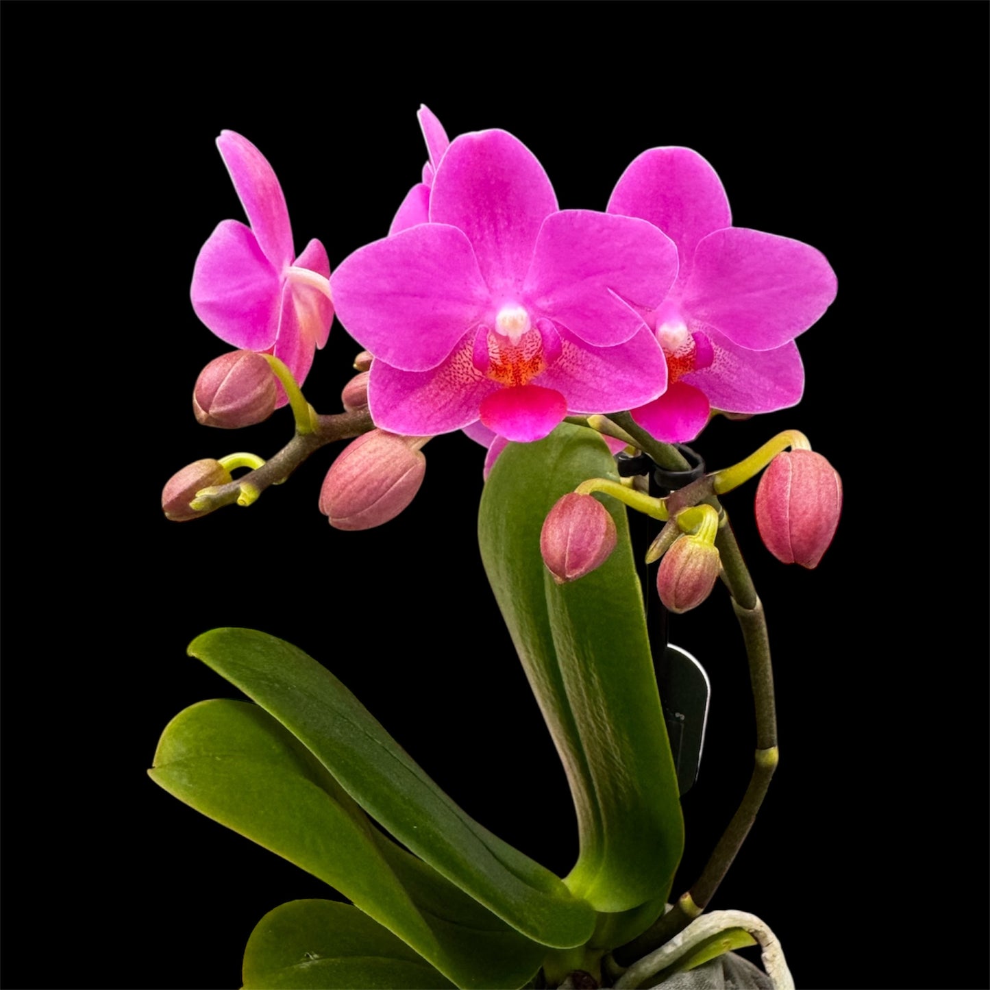 5️⃣4️⃣. Small Phalaenopsis Orchid Mix – Famous Varieties | 9cm Nursery Pot | Single Spike (pet friendly)