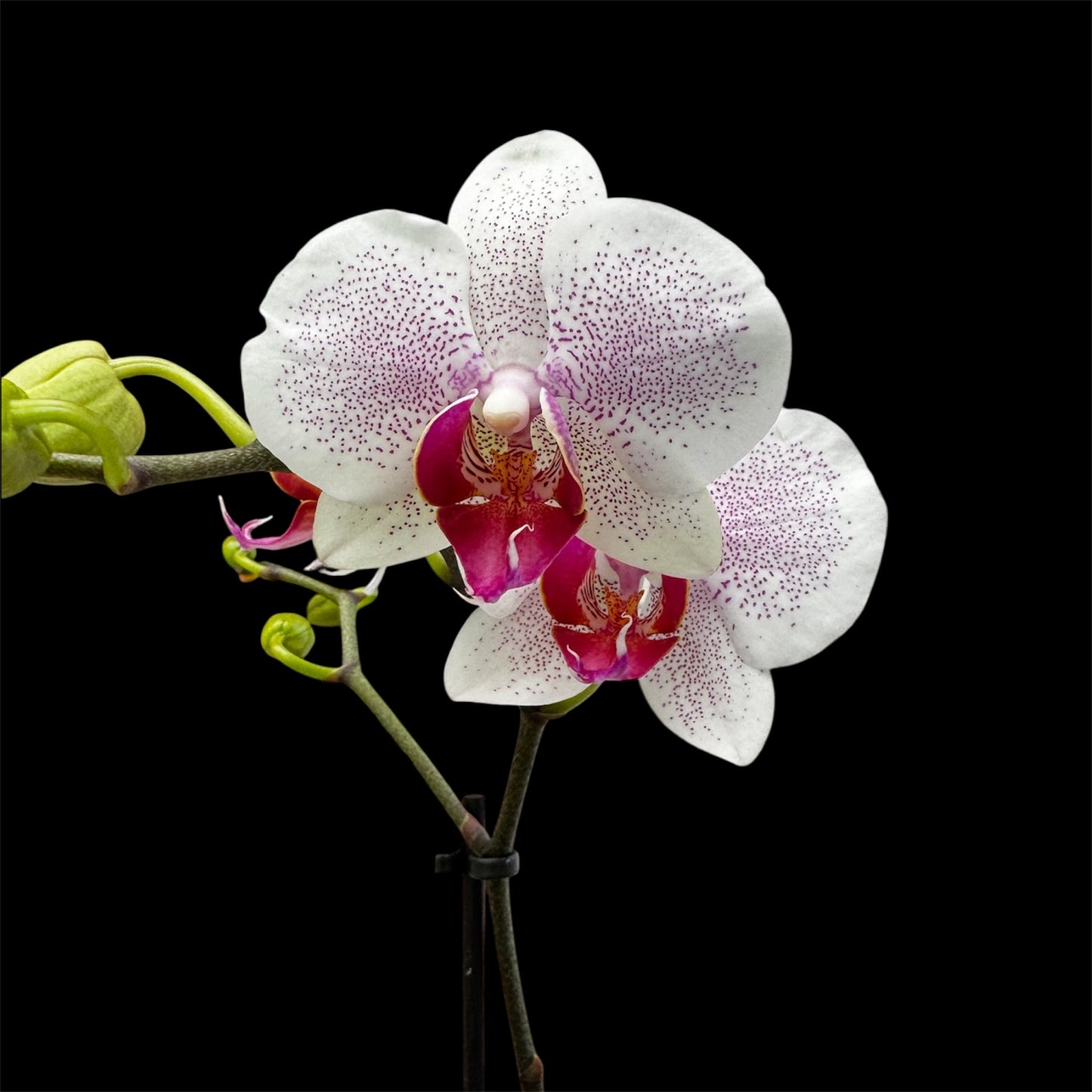 5️⃣4️⃣. Small Phalaenopsis Orchid Mix – Famous Varieties | 9cm Nursery Pot | Single Spike (pet friendly)