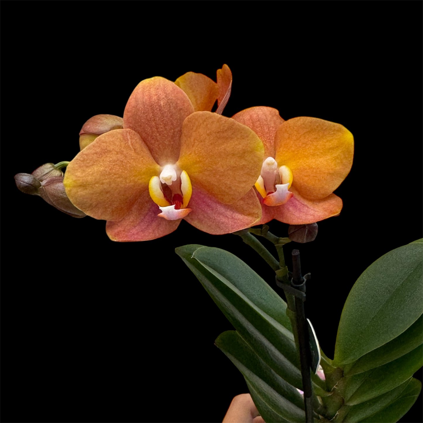5️⃣4️⃣. Small Phalaenopsis Orchid Mix – Famous Varieties | 9cm Nursery Pot | Single Spike (pet friendly)