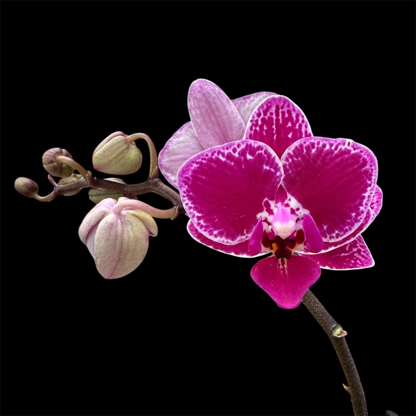5️⃣4️⃣. Small Phalaenopsis Orchid Mix – Famous Varieties | 9cm Nursery Pot | Single Spike (pet friendly)