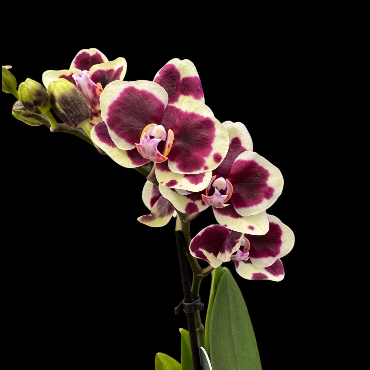 5️⃣4️⃣. Small Phalaenopsis Orchid Mix – Famous Varieties | 9cm Nursery Pot | Single Spike (pet friendly)