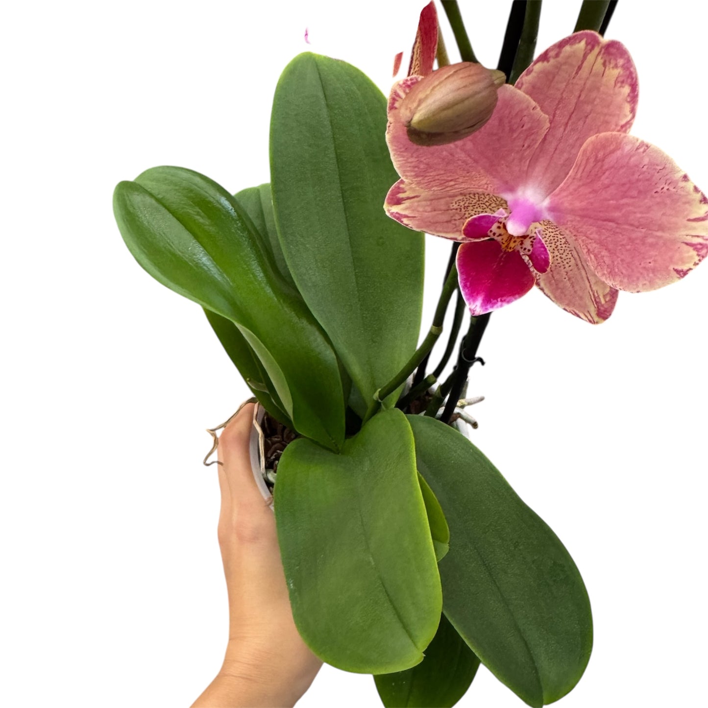 5️⃣7️⃣. Pirate Picotee Orchid 2 orchids in 1 plant pot– 45cm Tall, 12cm Nursery Pot