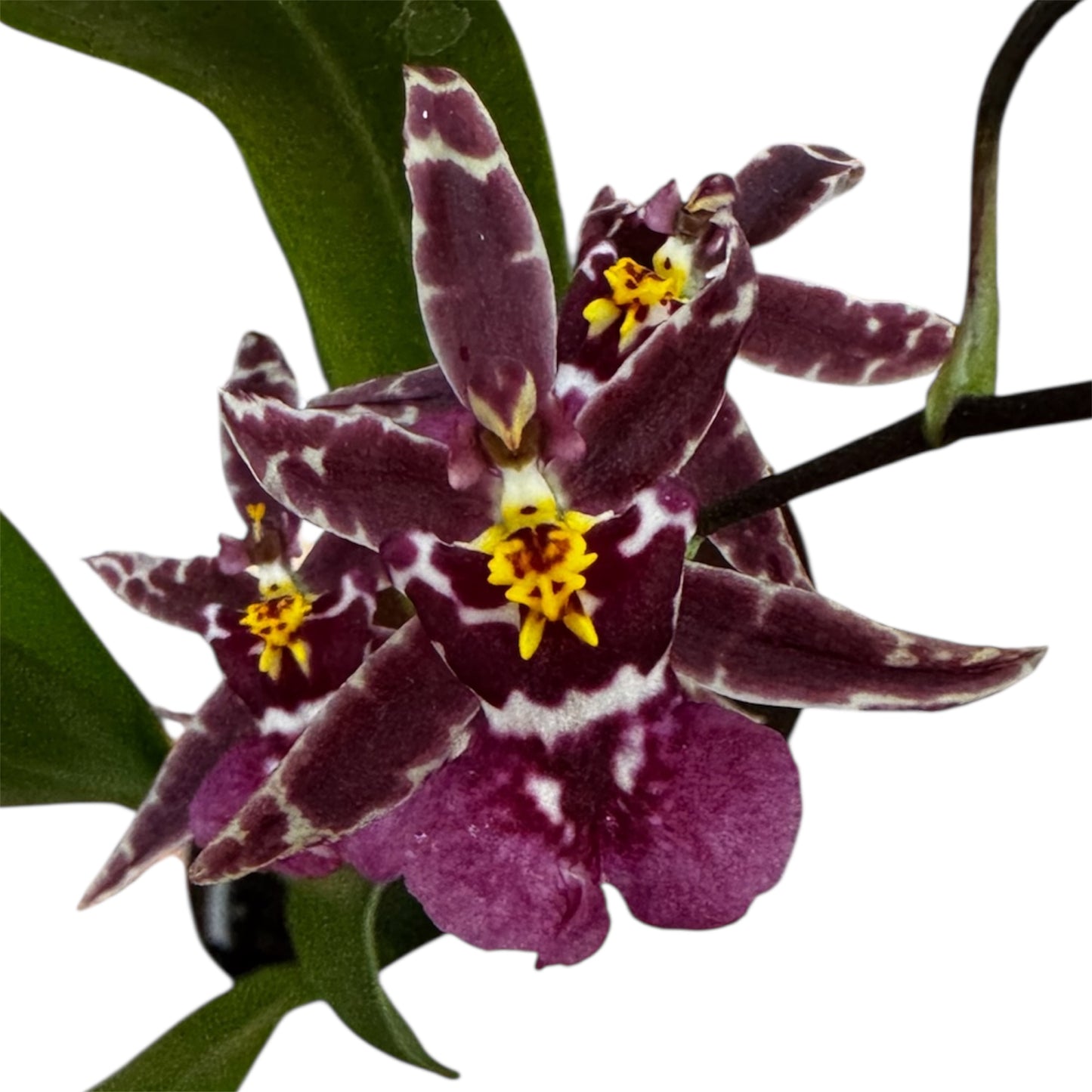 6️⃣0️⃣. Oncidium – Titanium Treasure Orchid Indoor Plant