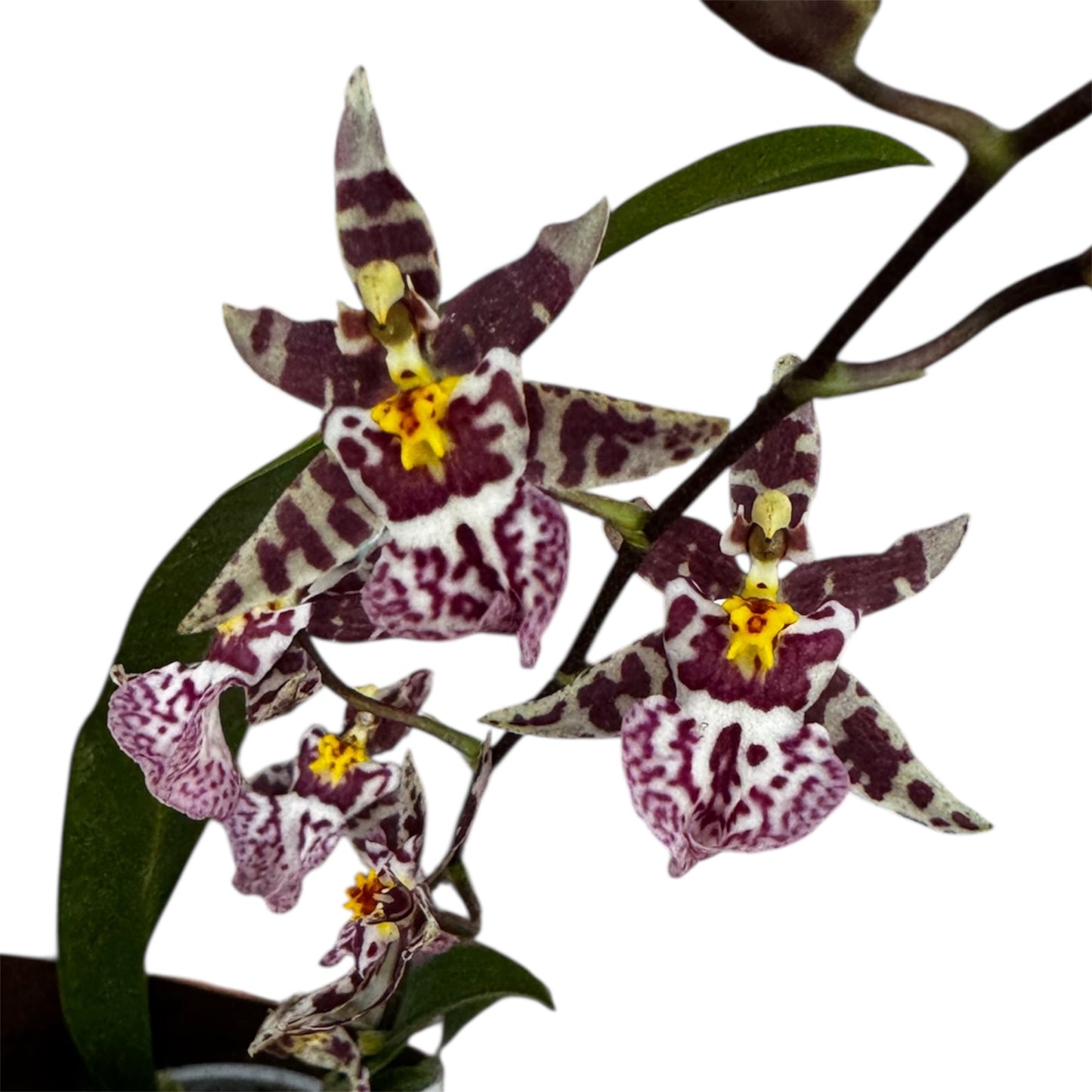 6️⃣0️⃣. Oncidium – Titanium Treasure Orchid Indoor Plant