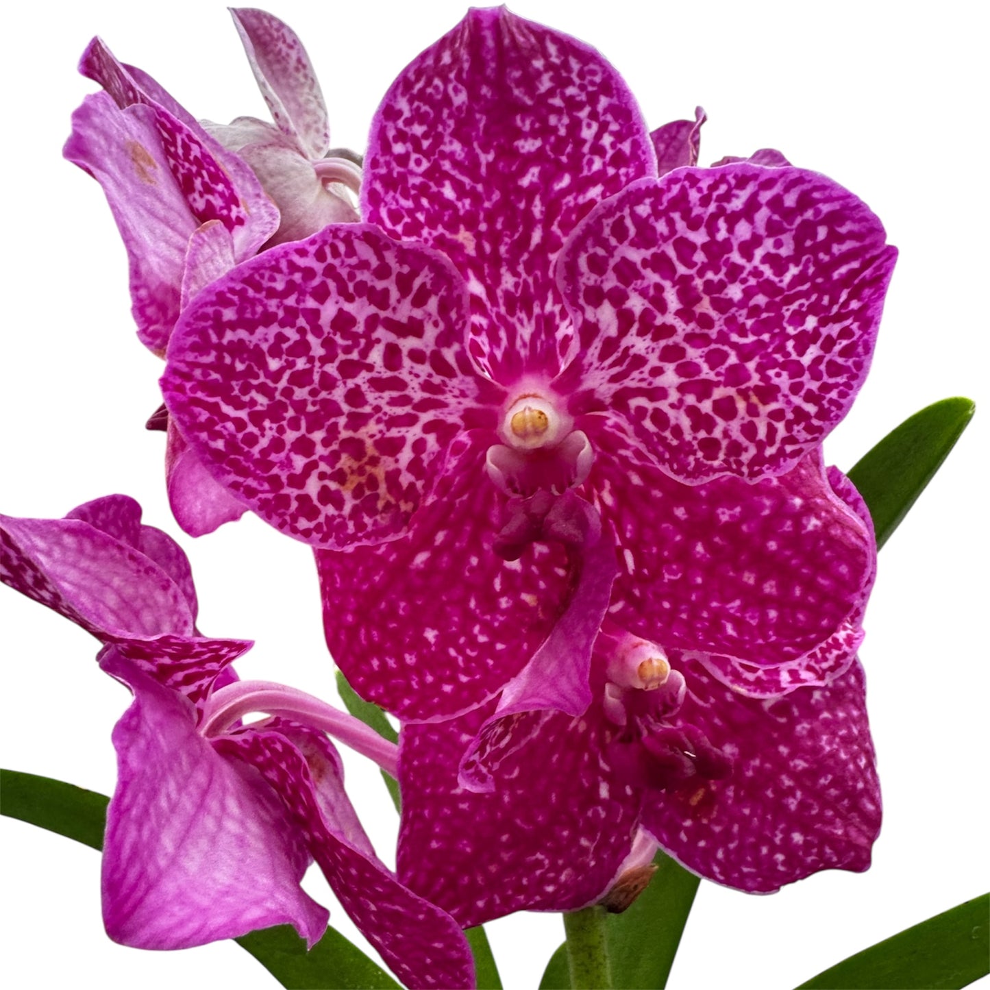 6️⃣2️⃣. Vanda Medium Size Orchids – A Burst of Colour & Elegance