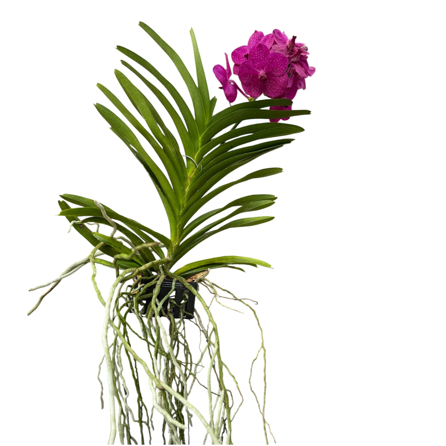 6️⃣2️⃣. Vanda Medium Size Orchids – A Burst of Colour & Elegance