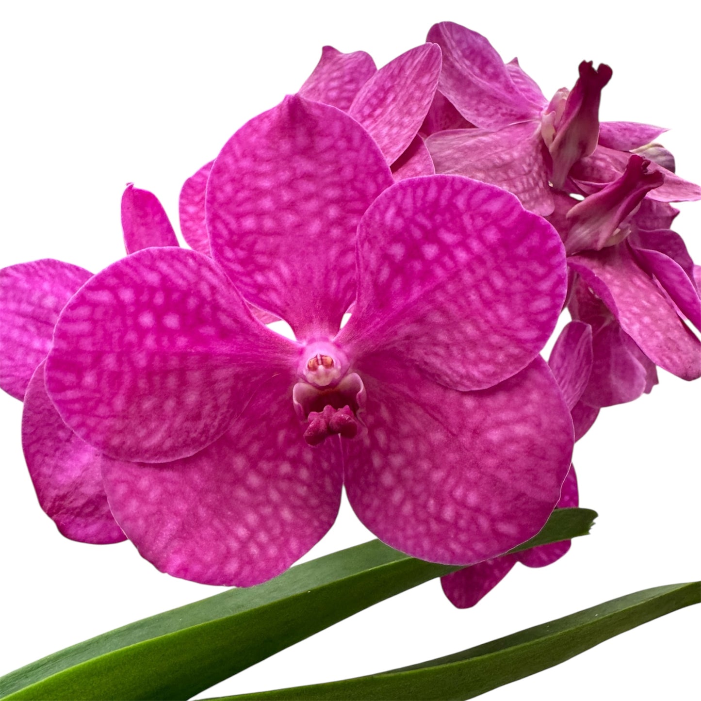 6️⃣2️⃣. Vanda Medium Size Orchids – A Burst of Colour & Elegance