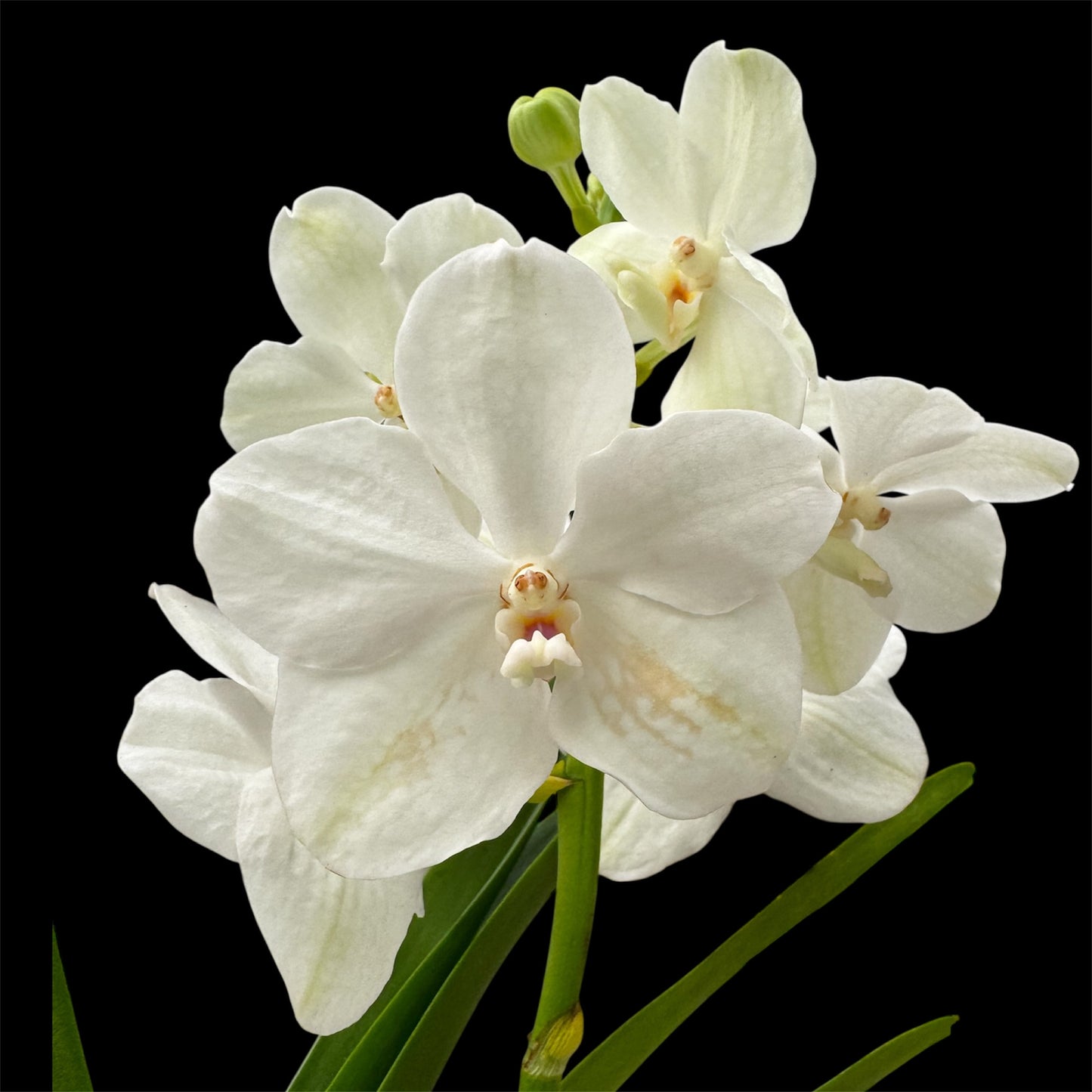 6️⃣2️⃣. Vanda Medium Size Orchids – A Burst of Colour & Elegance