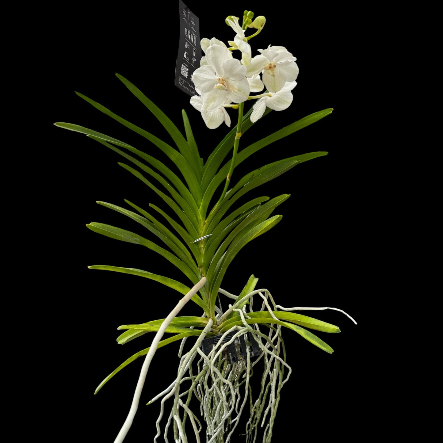 6️⃣2️⃣. Vanda Medium Size Orchids – A Burst of Colour & Elegance