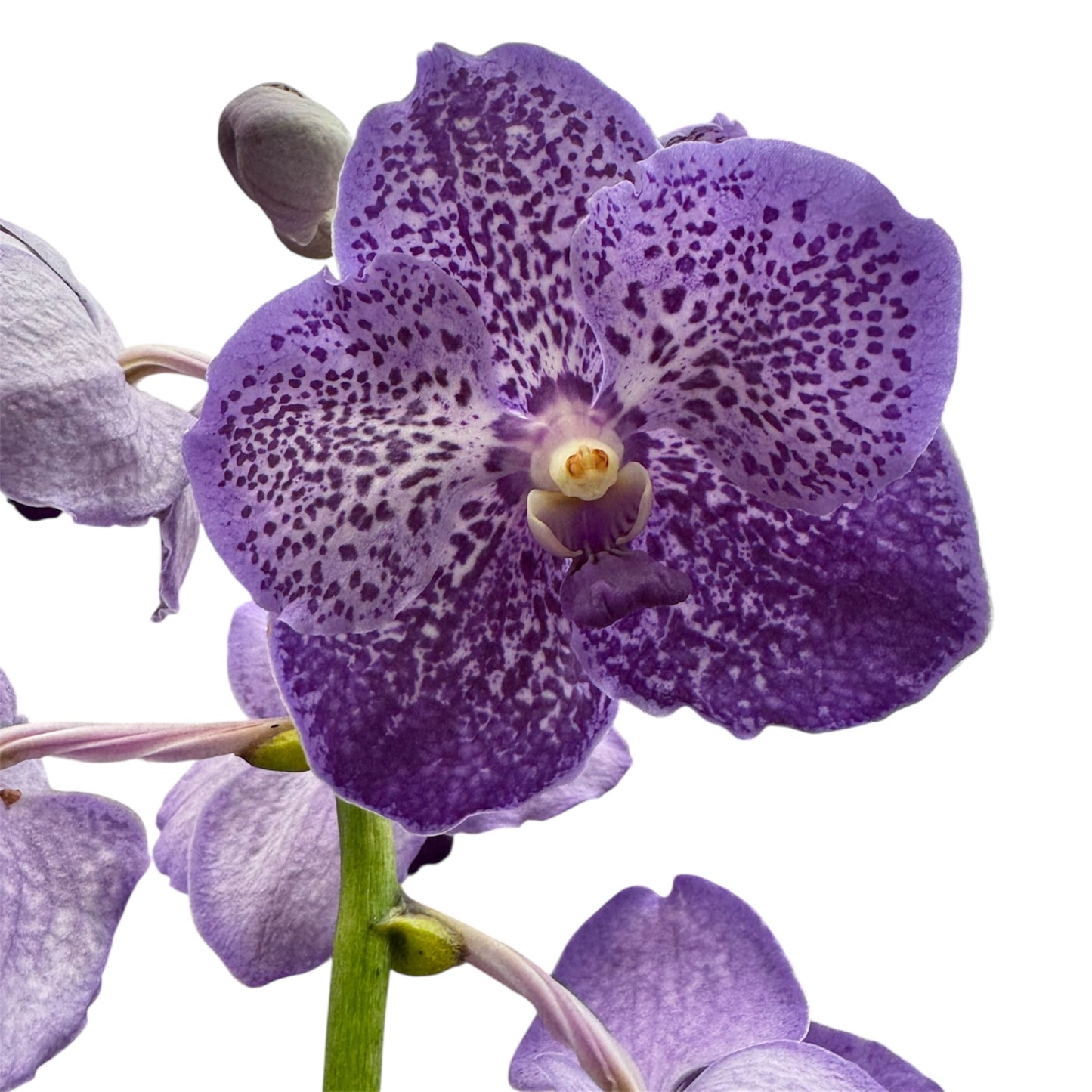 6️⃣2️⃣. Vanda Medium Size Orchids – A Burst of Colour & Elegance