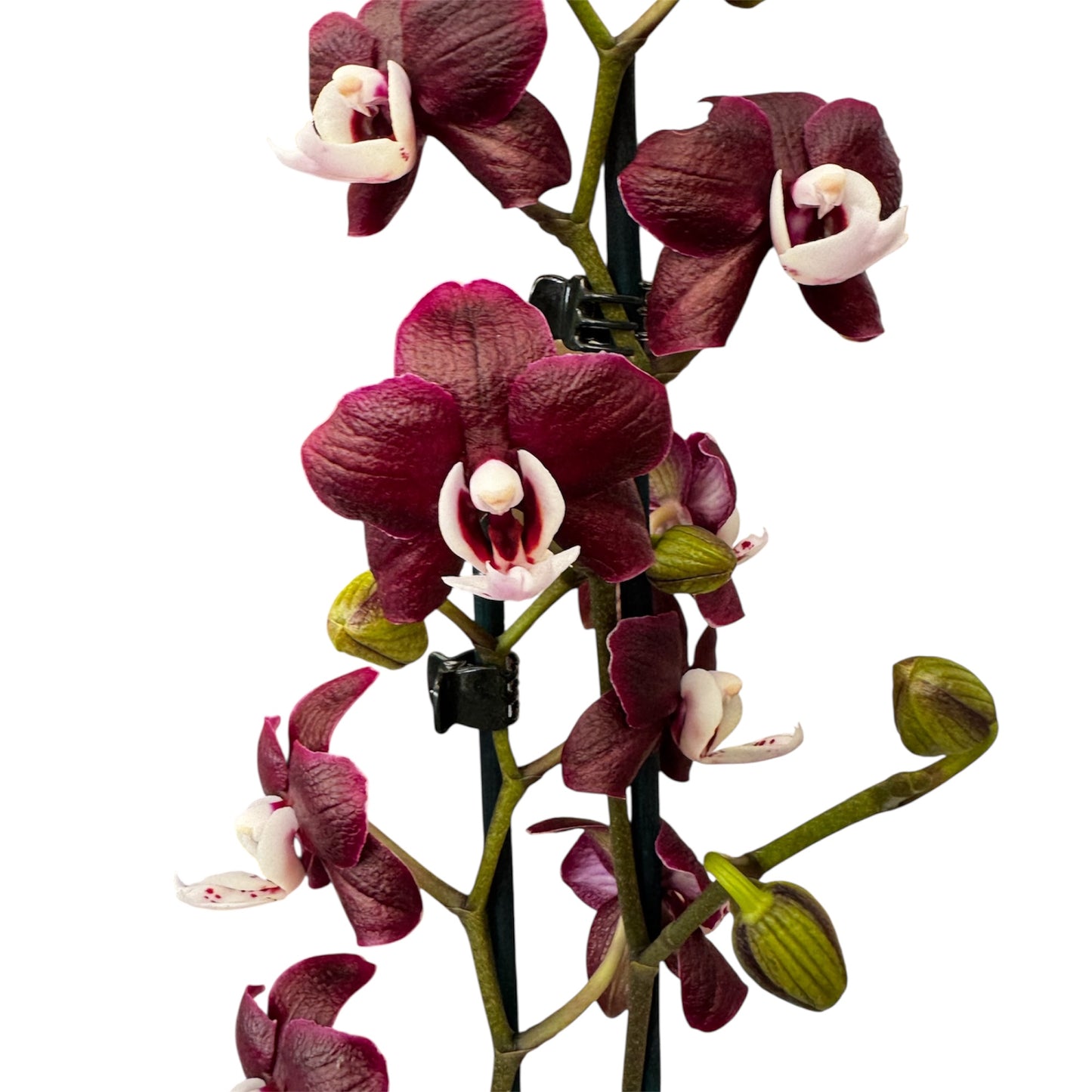 6️⃣3️⃣. 🖤 Black Widow Orchid – Mysterious Beauty in Bloom