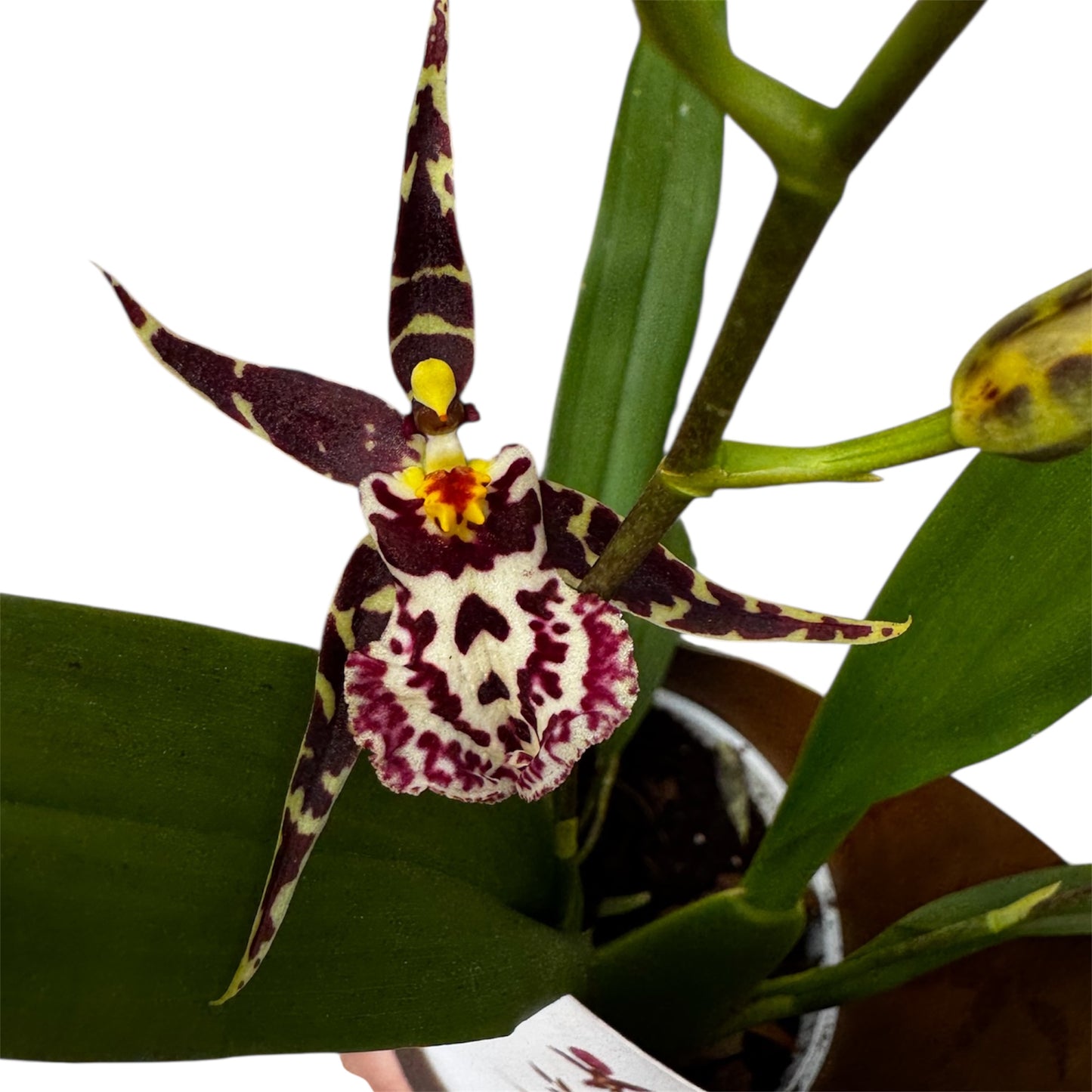 6️⃣0️⃣. Oncidium – Titanium Treasure Orchid Indoor Plant