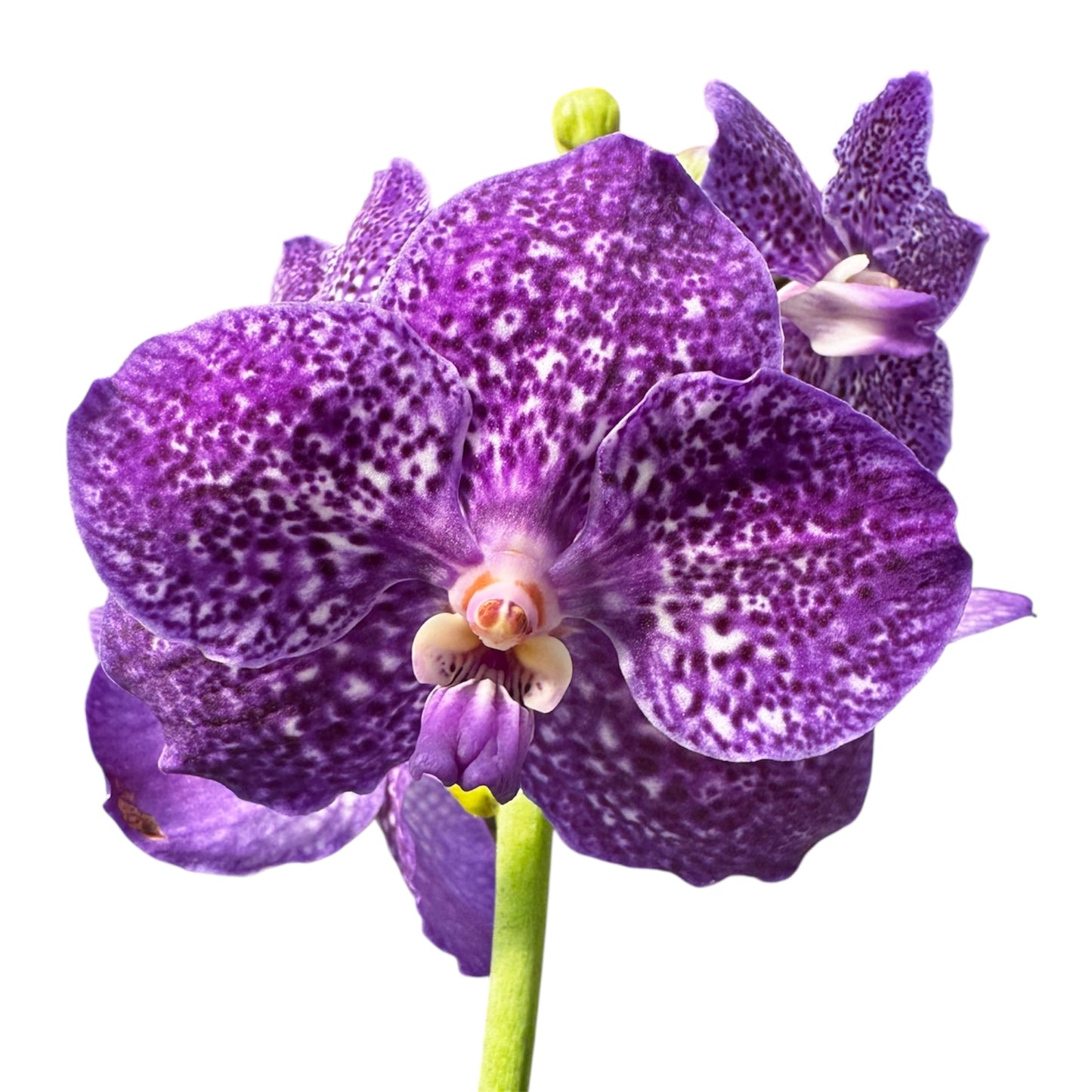 6️⃣2️⃣. Vanda Medium Size Orchids – A Burst of Colour & Elegance