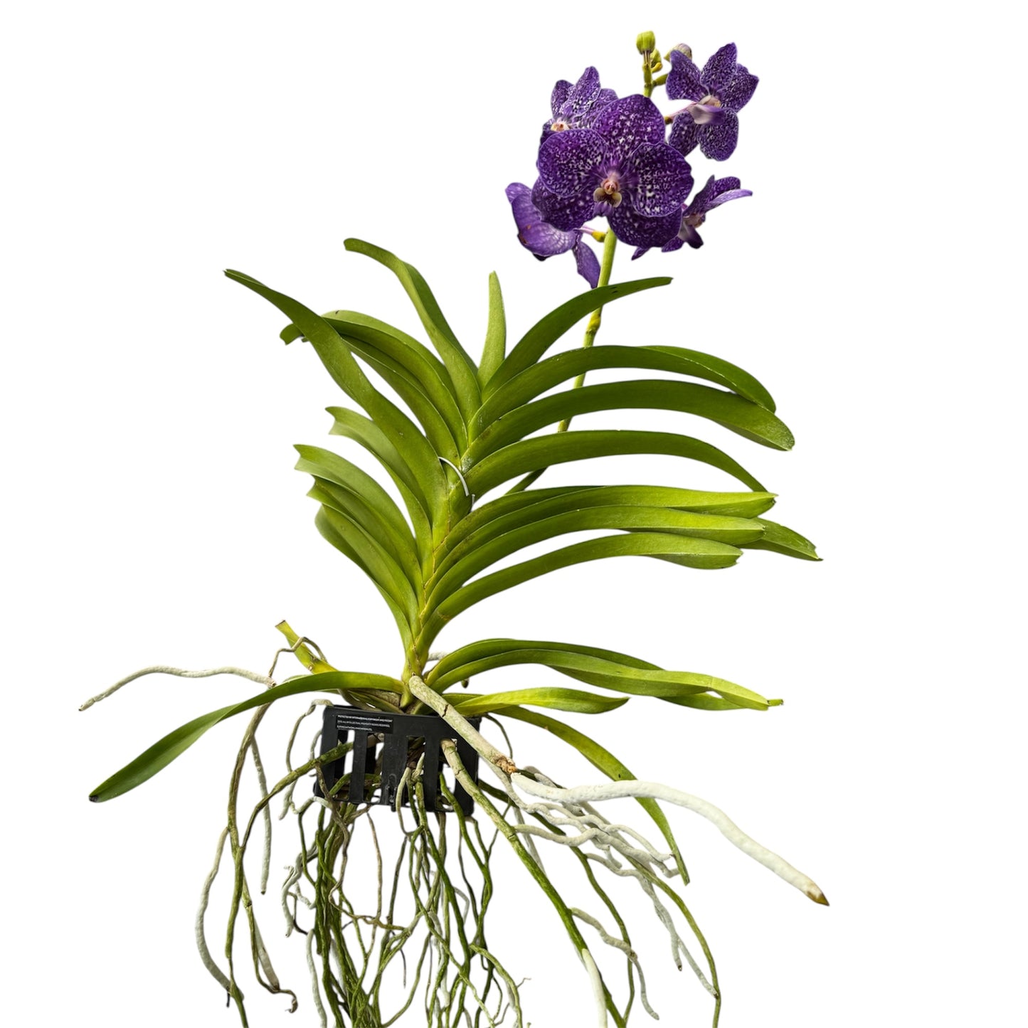 6️⃣2️⃣. Vanda Medium Size Orchids – A Burst of Colour & Elegance
