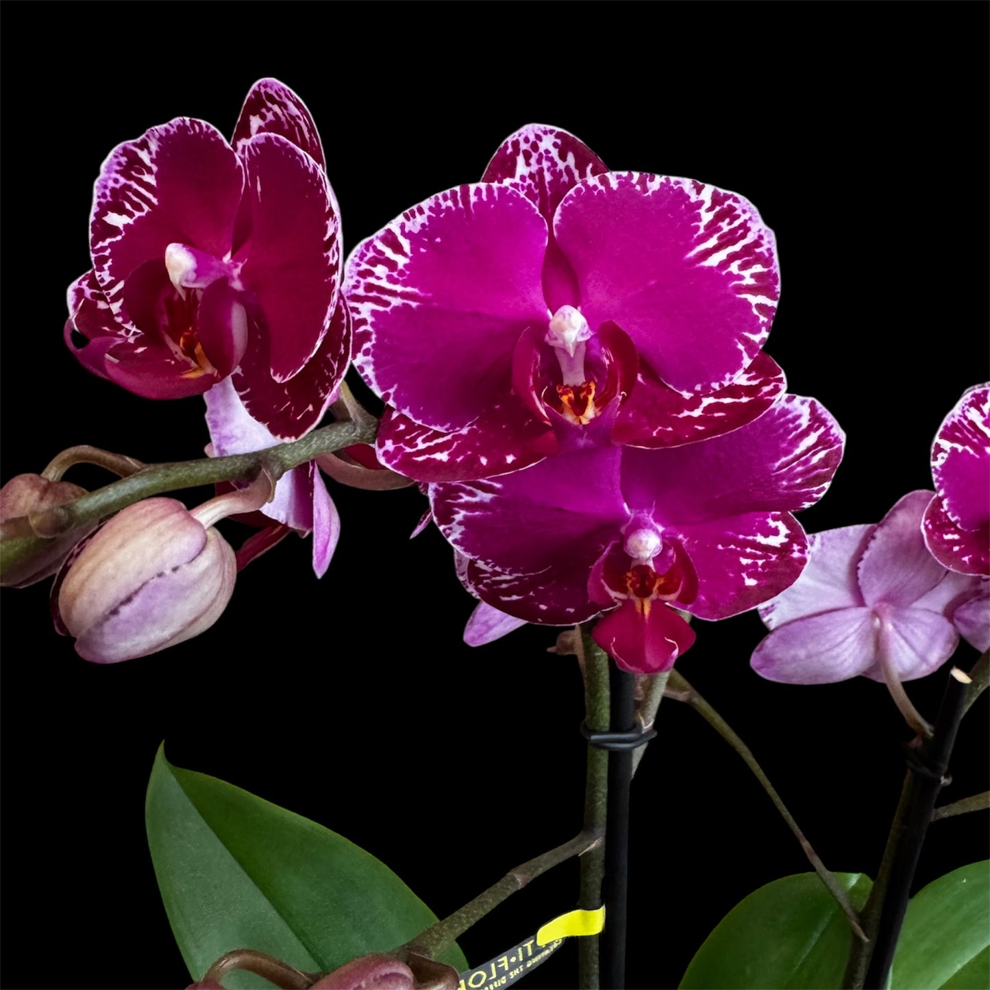6️⃣6️⃣. Asian Violin Orchid — 45–50 cm | 12 cm Nursery Pot