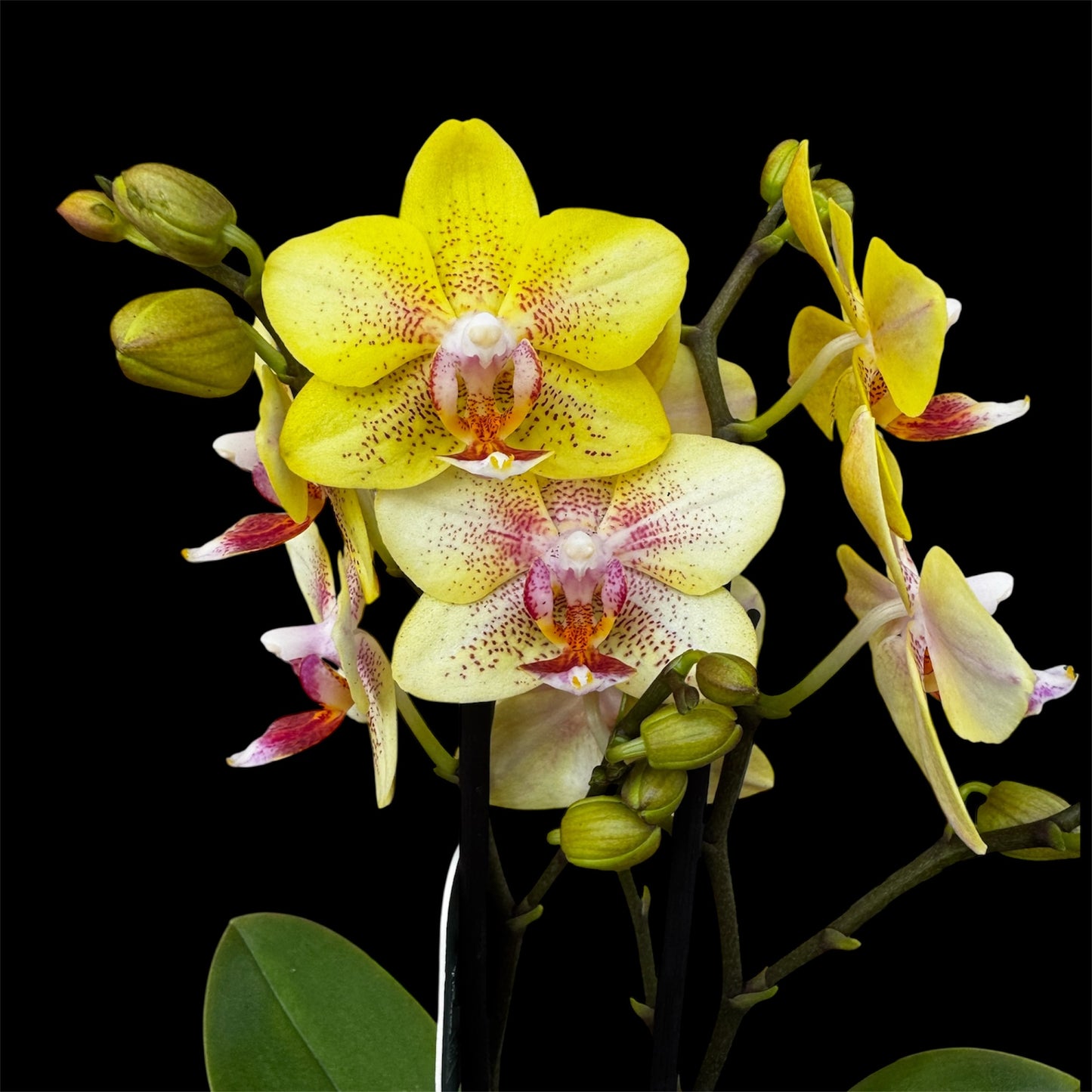 6️⃣8️⃣. Golden Melody Orchid — 30 cm | 7 cm Nursery Pot