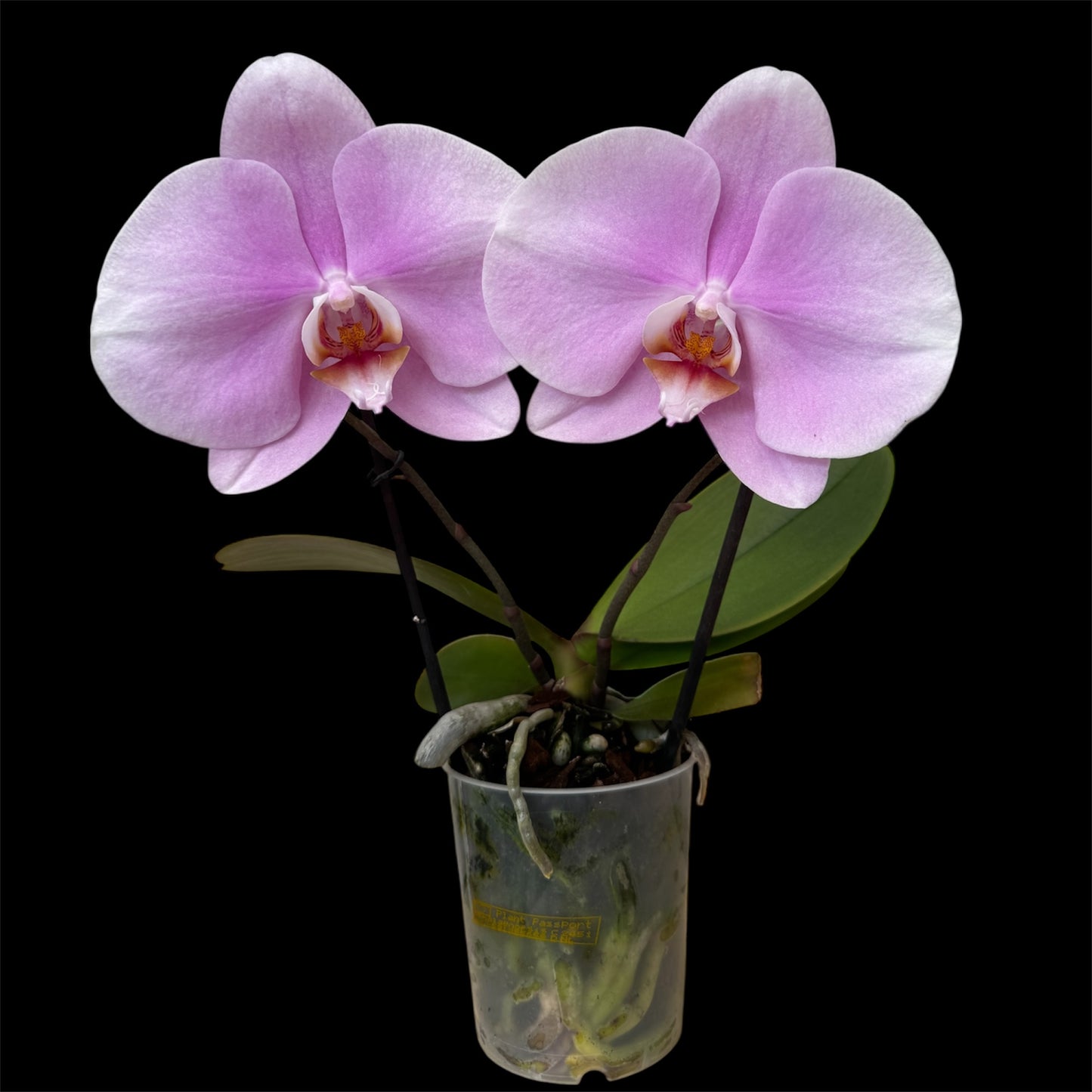 2️⃣7️⃣. Premium Singolo Orchid – XXL Bloom, Single Oversized Flower 9cm Nursery Pot (Decorative Pot Not Included)