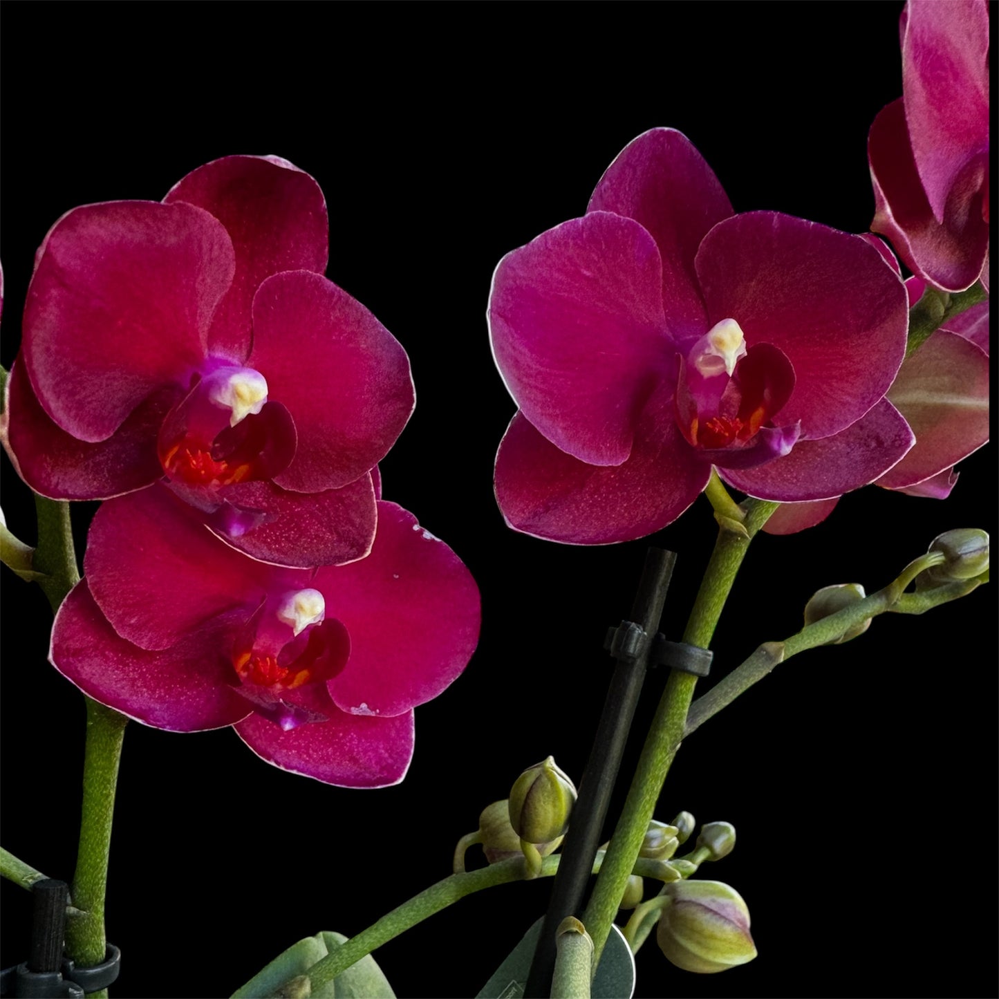 7️⃣2️⃣. Ruby Rose Orchid – Red Multiflora